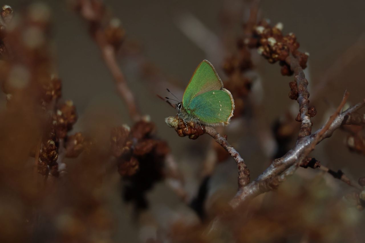 1280GreenHairstreak2204