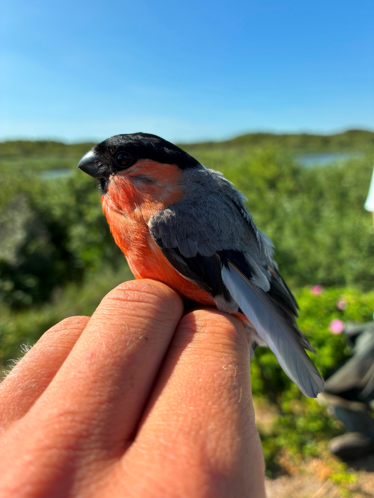 2107-Bullfinch.jpg