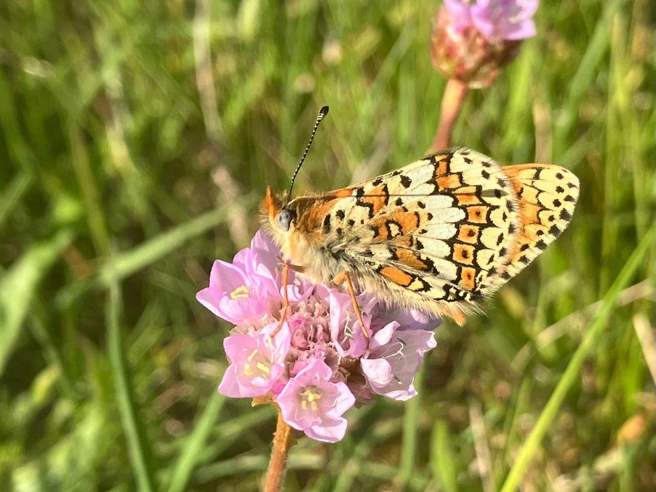 260531 Glanville Fritillary