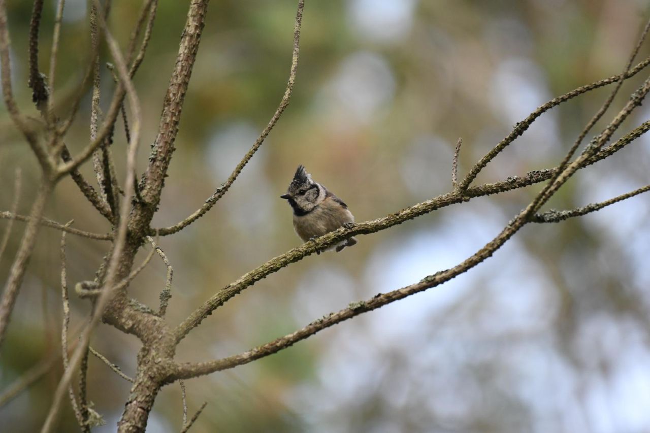 0607 CrestedTit