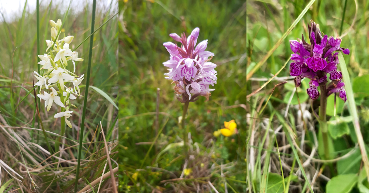 0607 Orchids