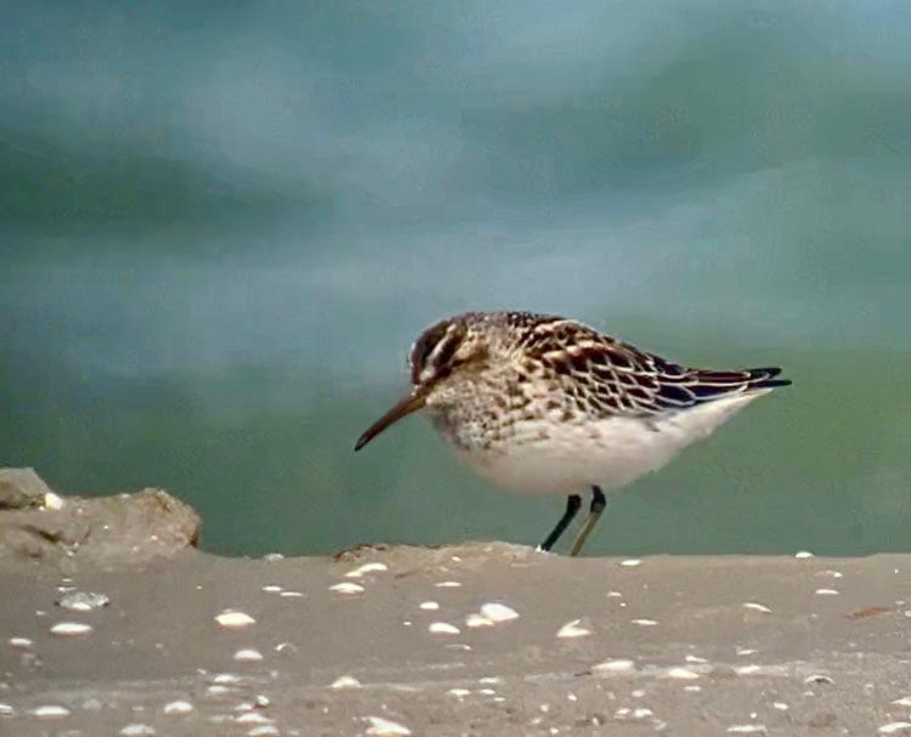 260524 Bb Sandpiper
