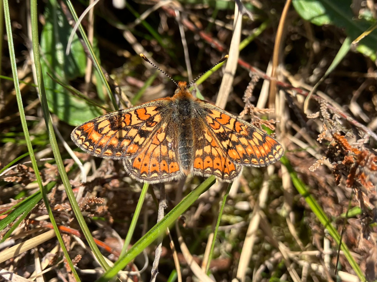 260524 Marsh Fjpg