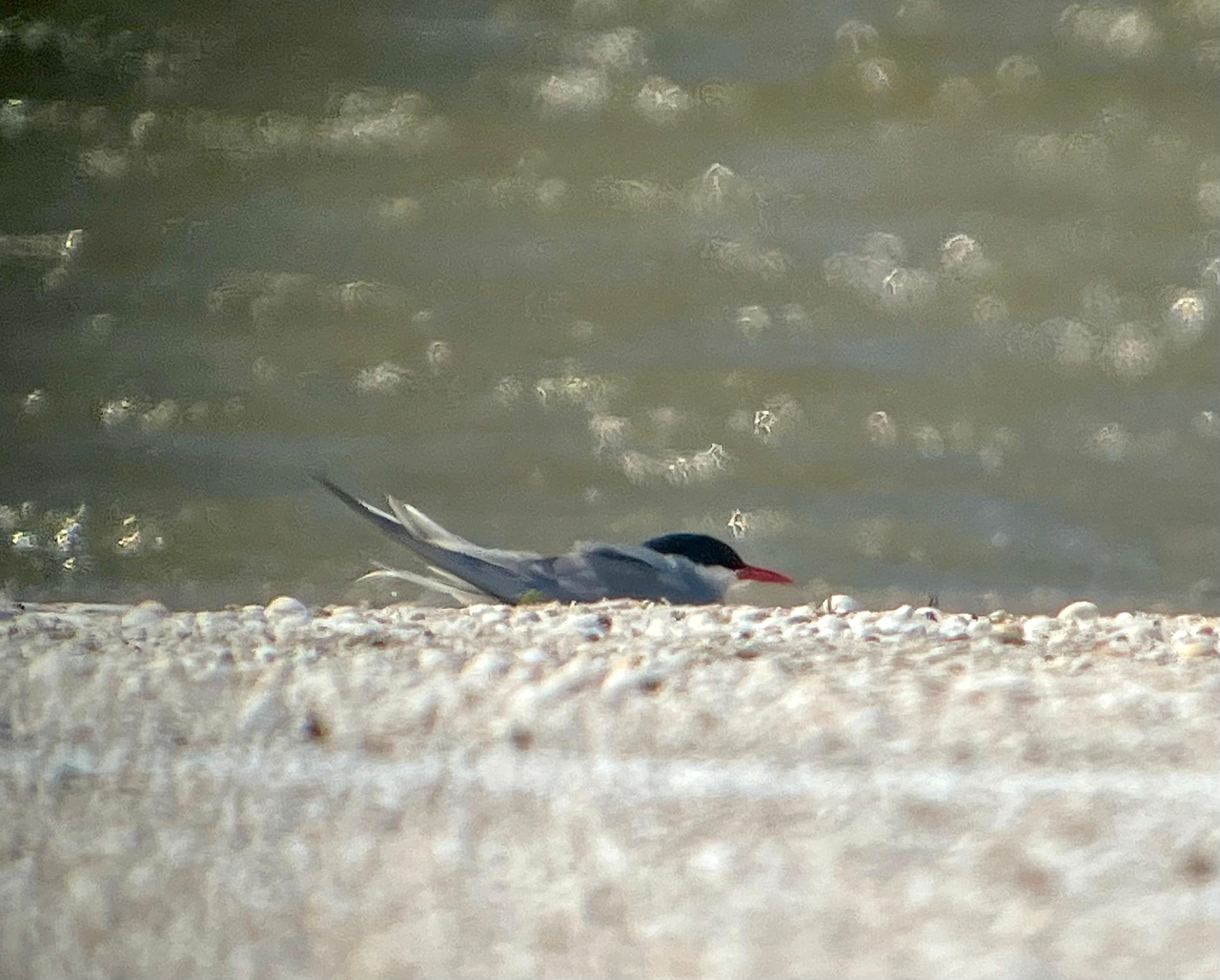 260524 breeding Tern