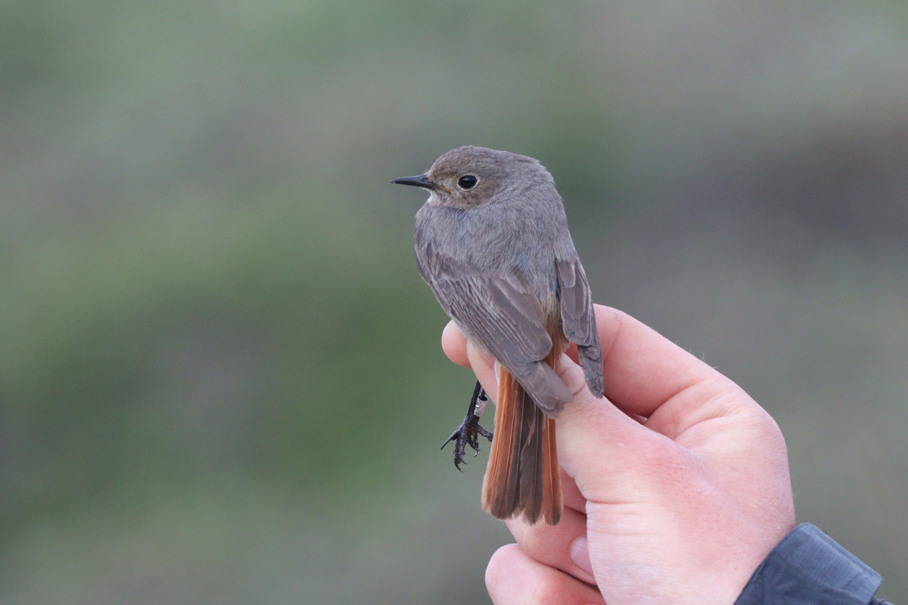 260608 Black Redstart profile