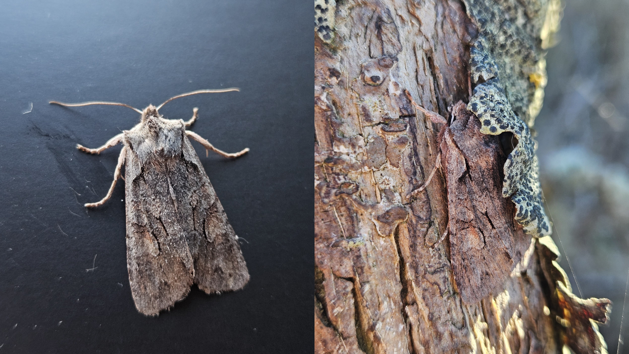 260325 Lithophane furcifera