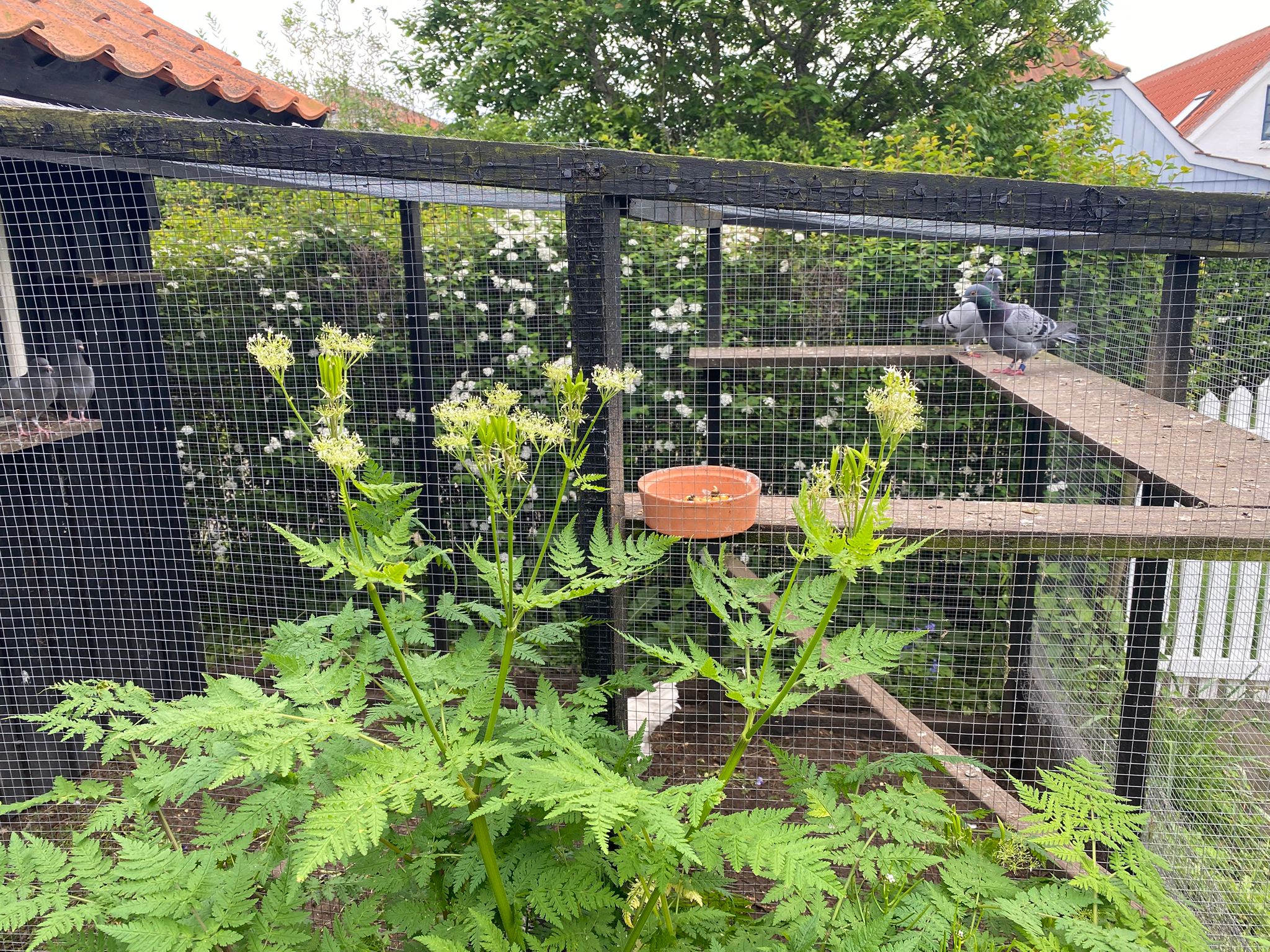 Pigeon at its home