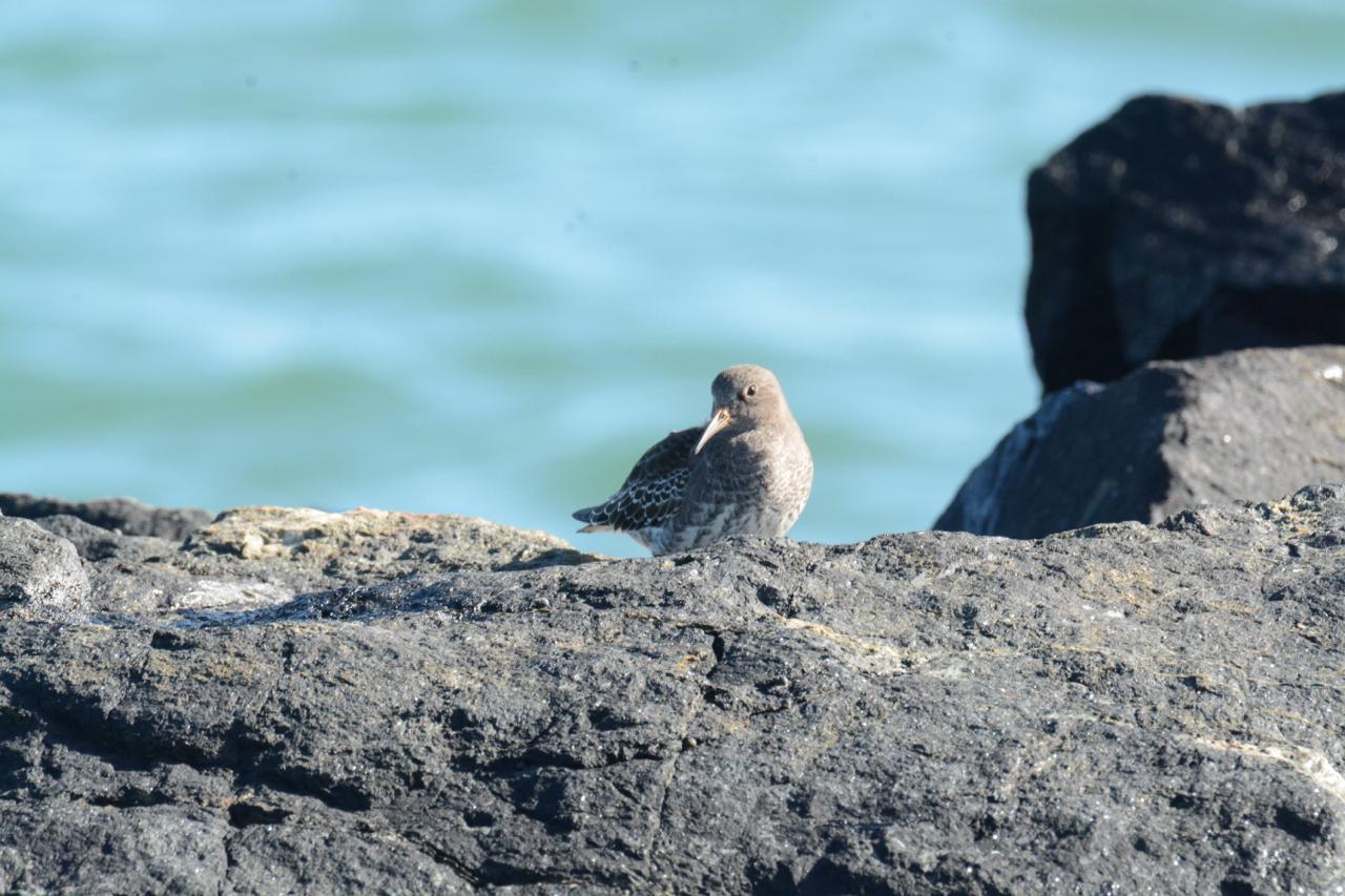 Purplesandpiper06-10.jpeg
