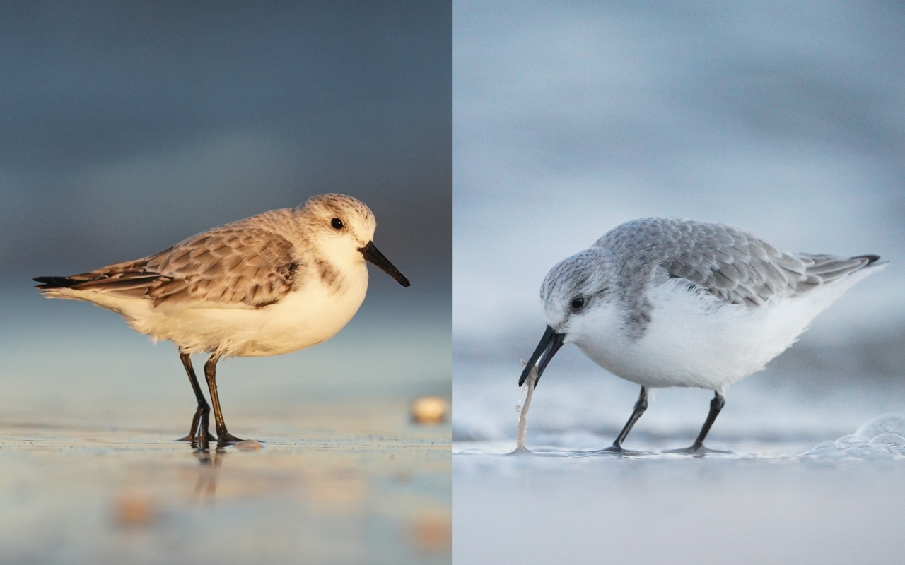 Sanderlings 251125