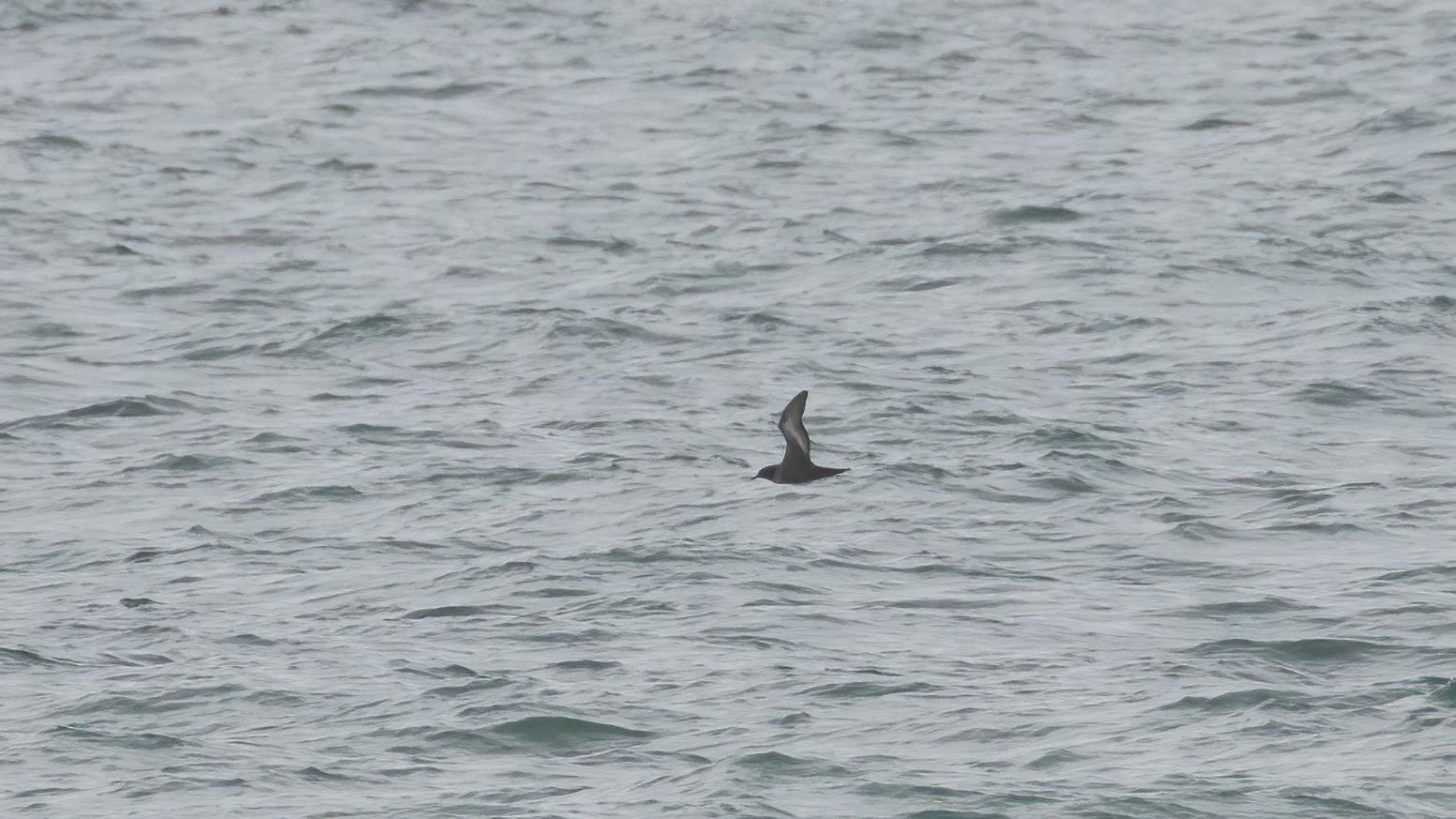 Shearwater 2