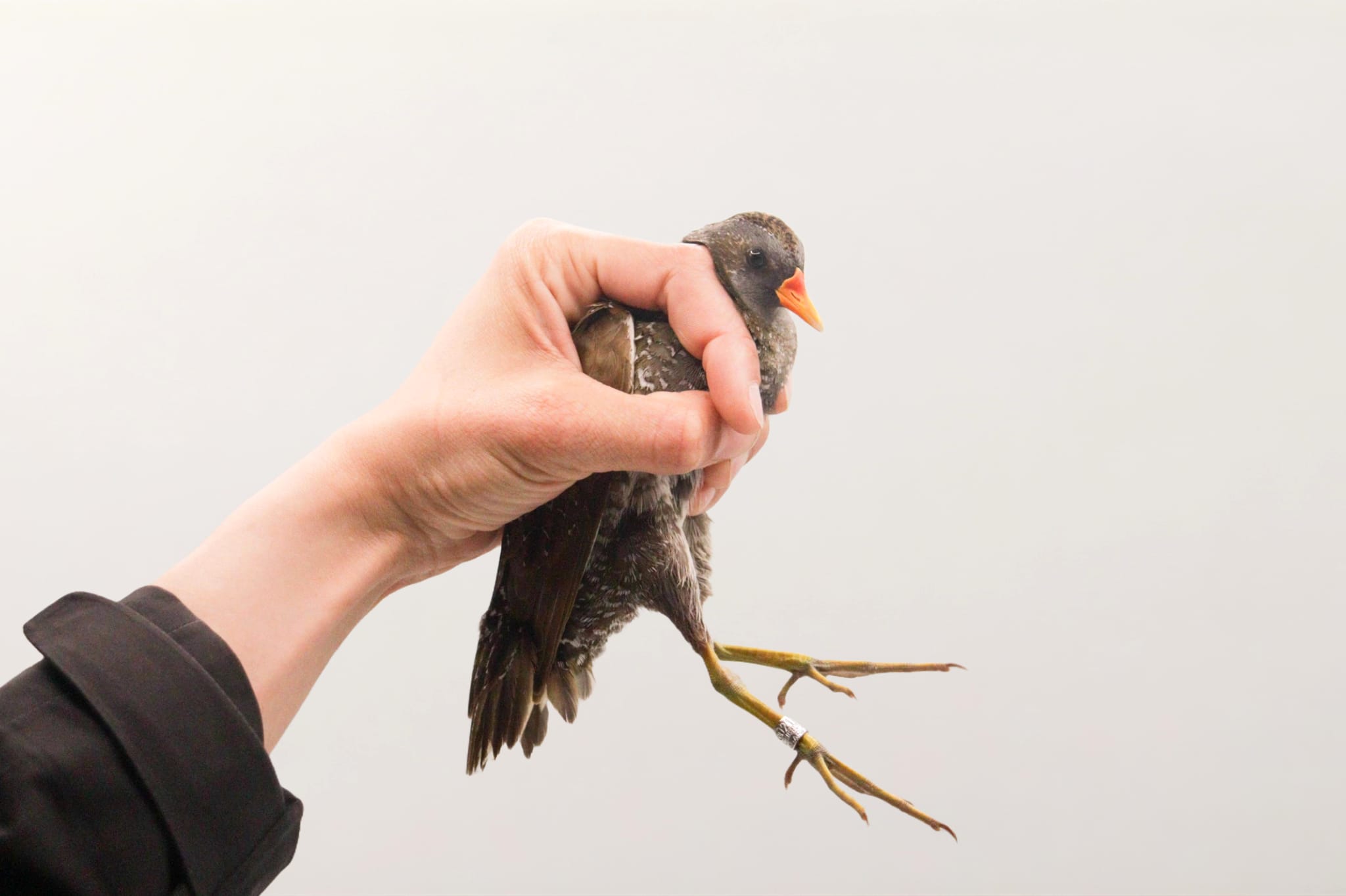 Spotted crake 1