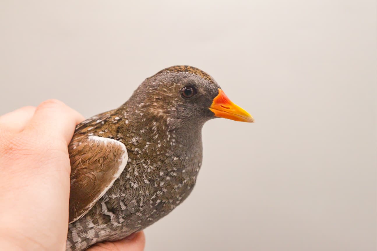 Spotted crake face