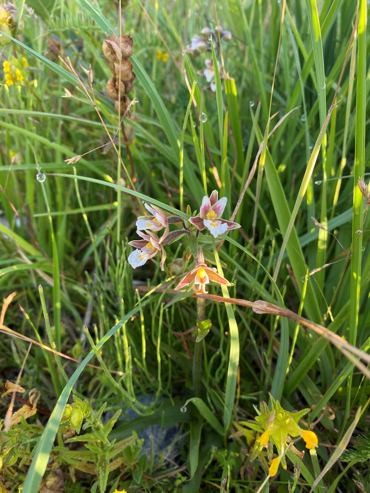 Sumphullæbe Grenen 01 07 2026