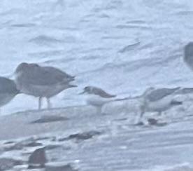 hvidbrystet præstekrave 03 12 2025