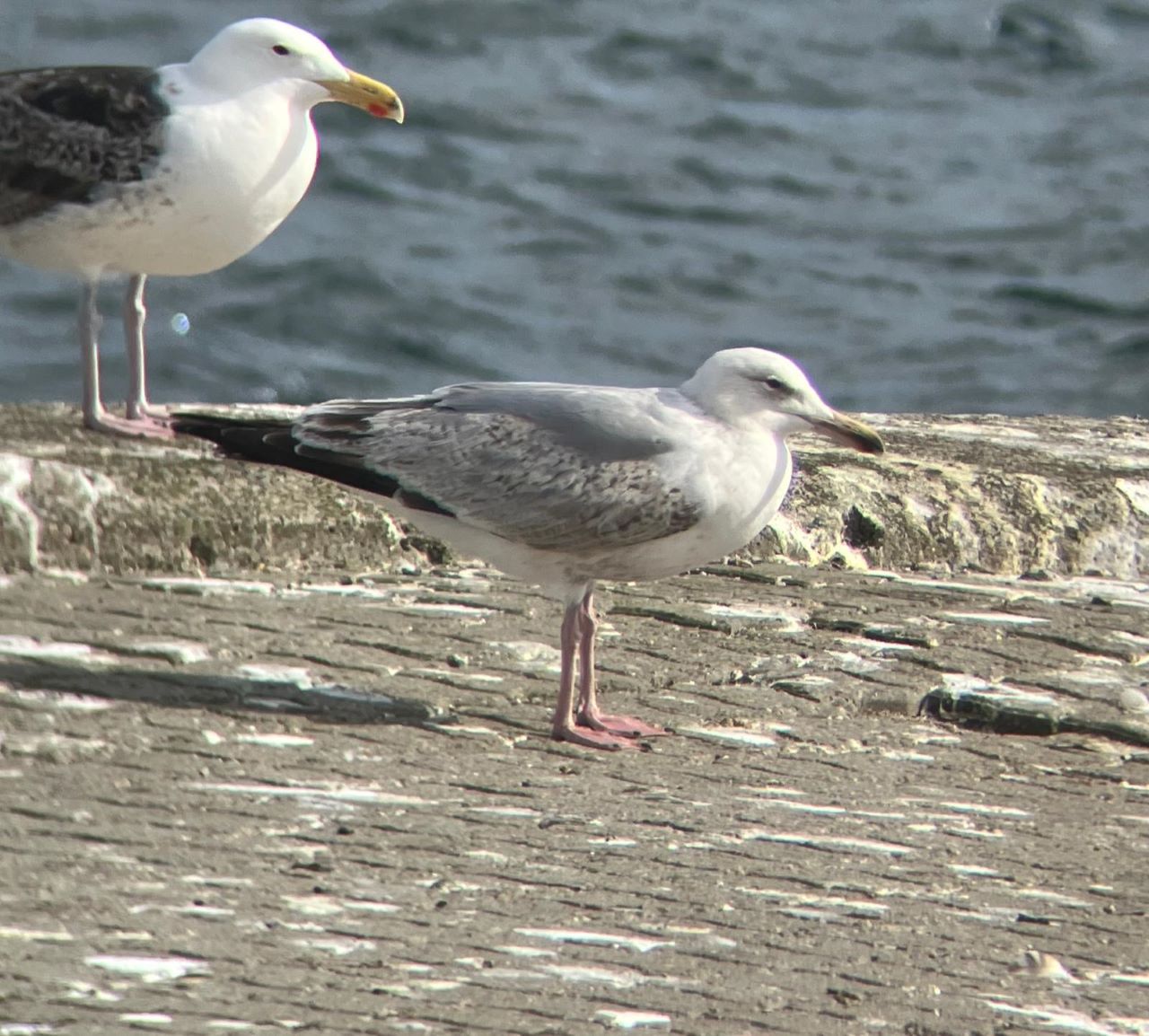 hybridgull