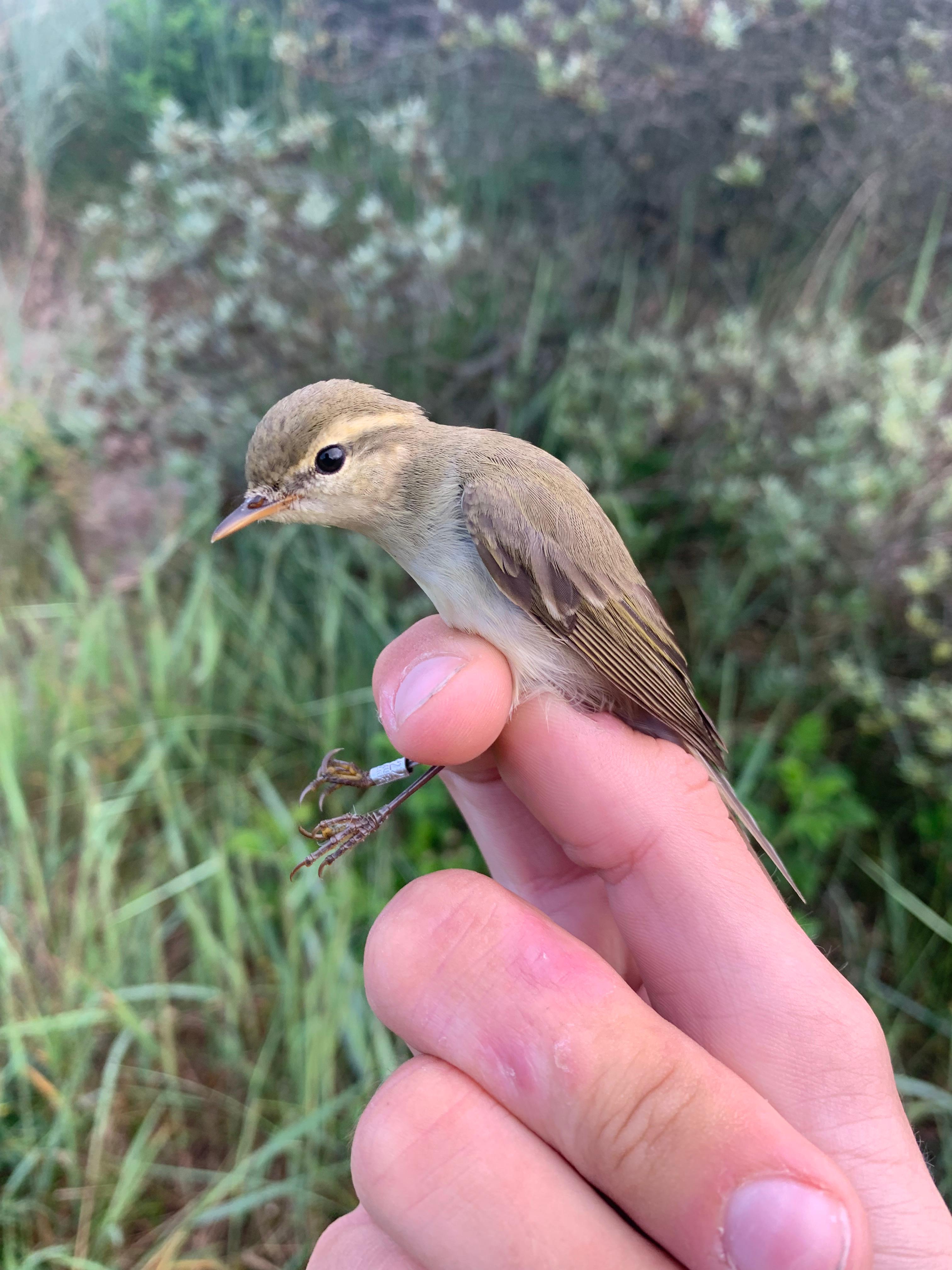 01.06.24 Greenish Warbler