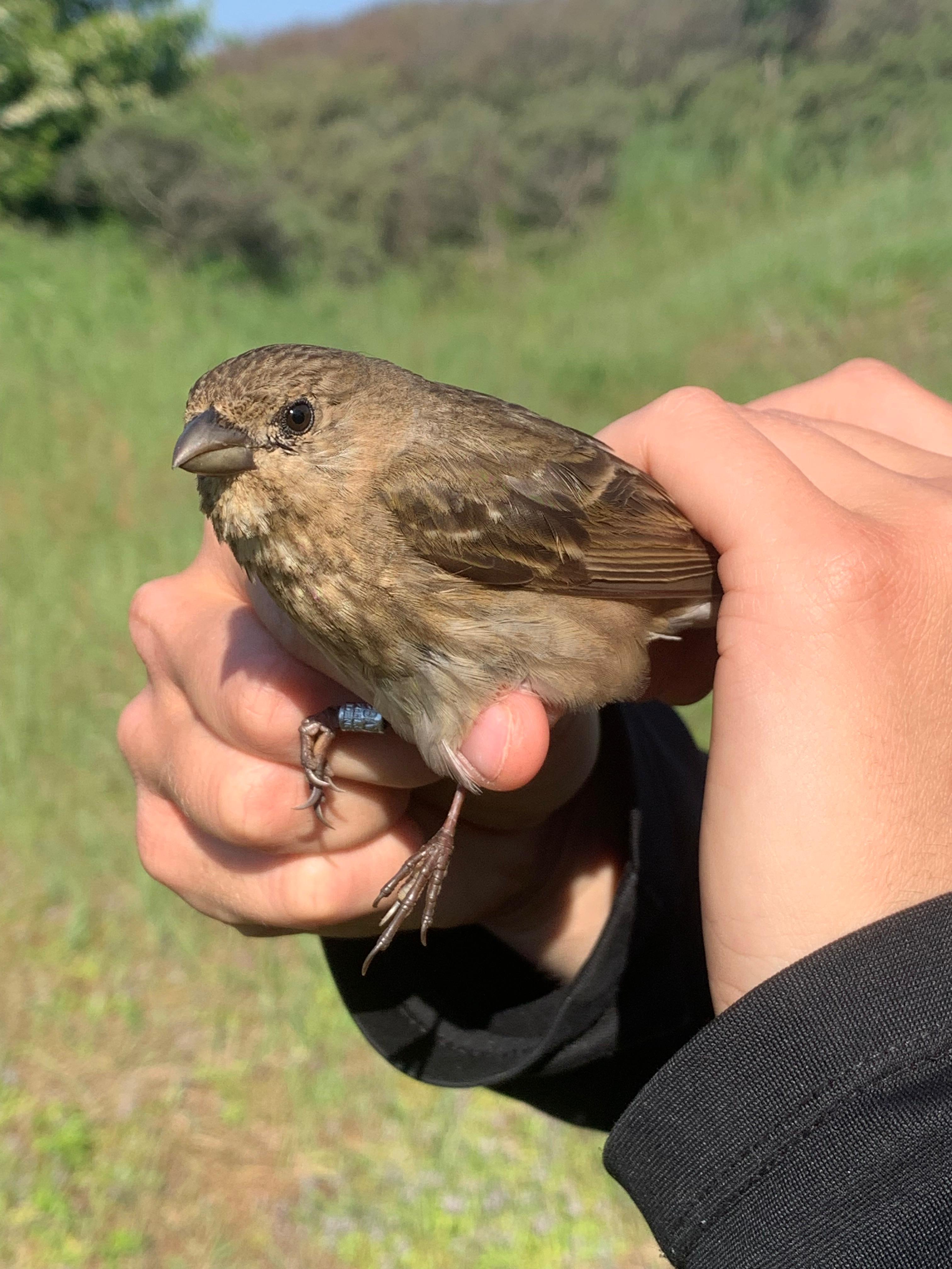 01.06.24 Rosefinch