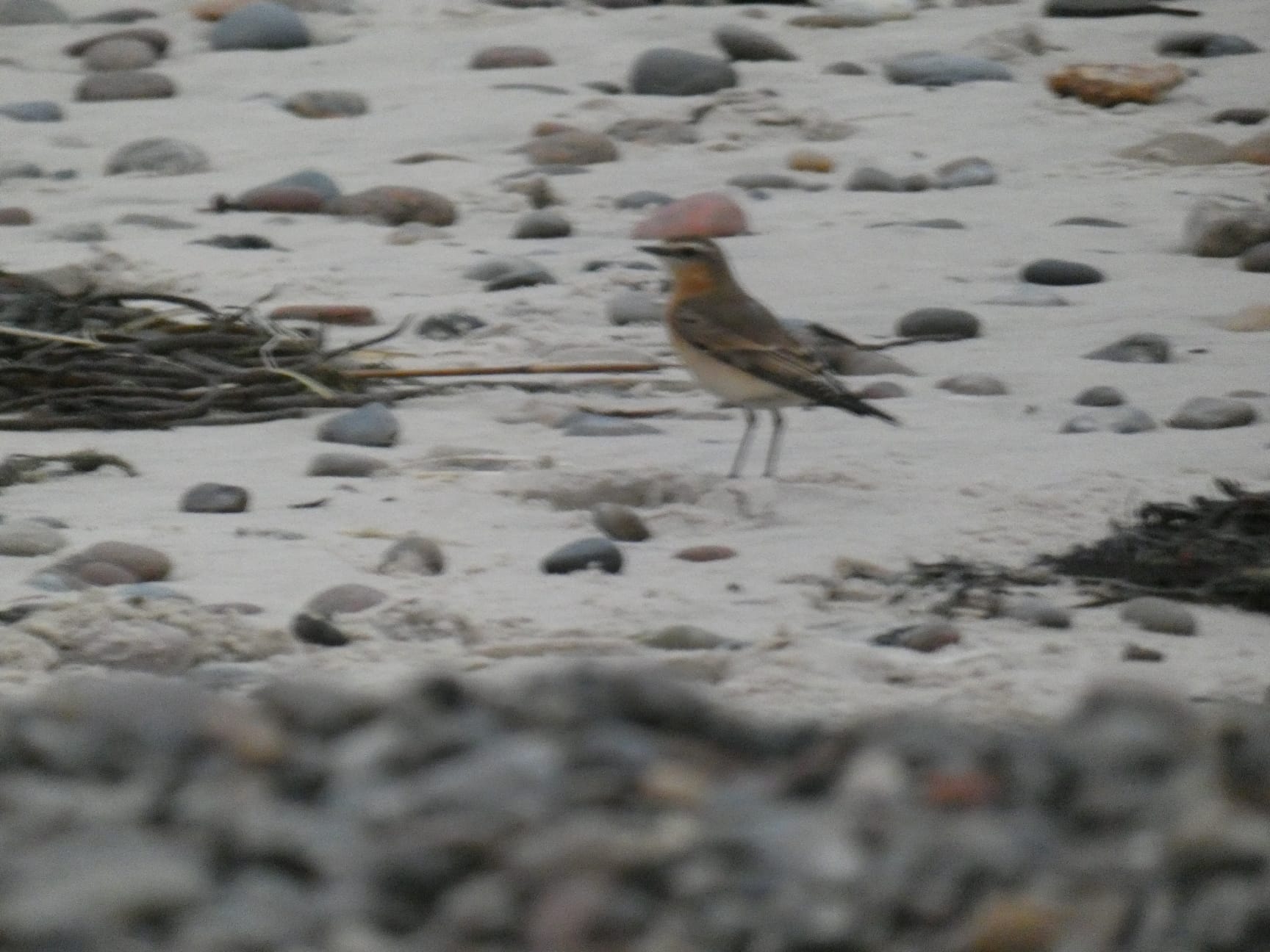 04 11 24 Blog NortherWheatear