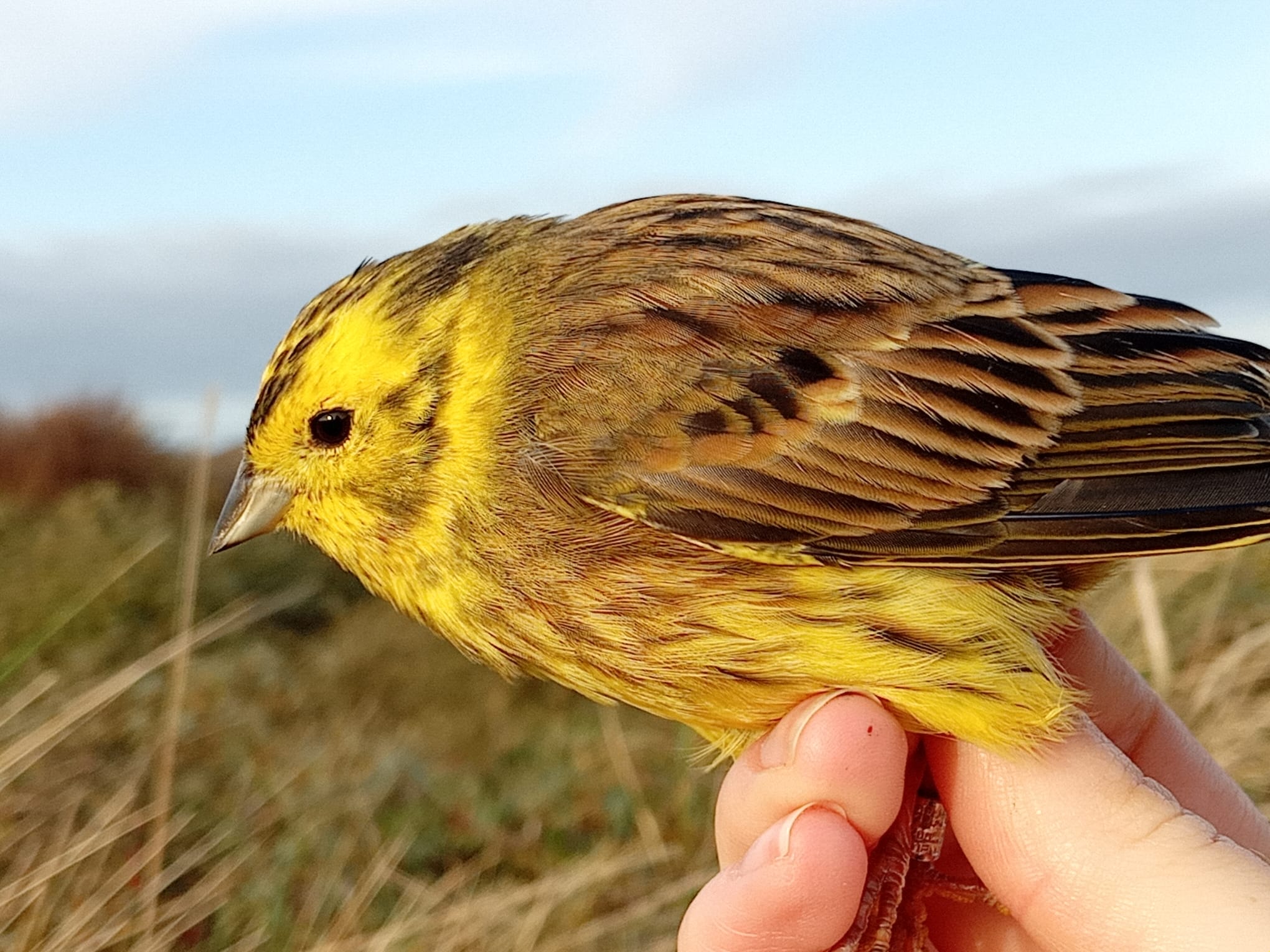 04 11 24 Blog Yellowhammer