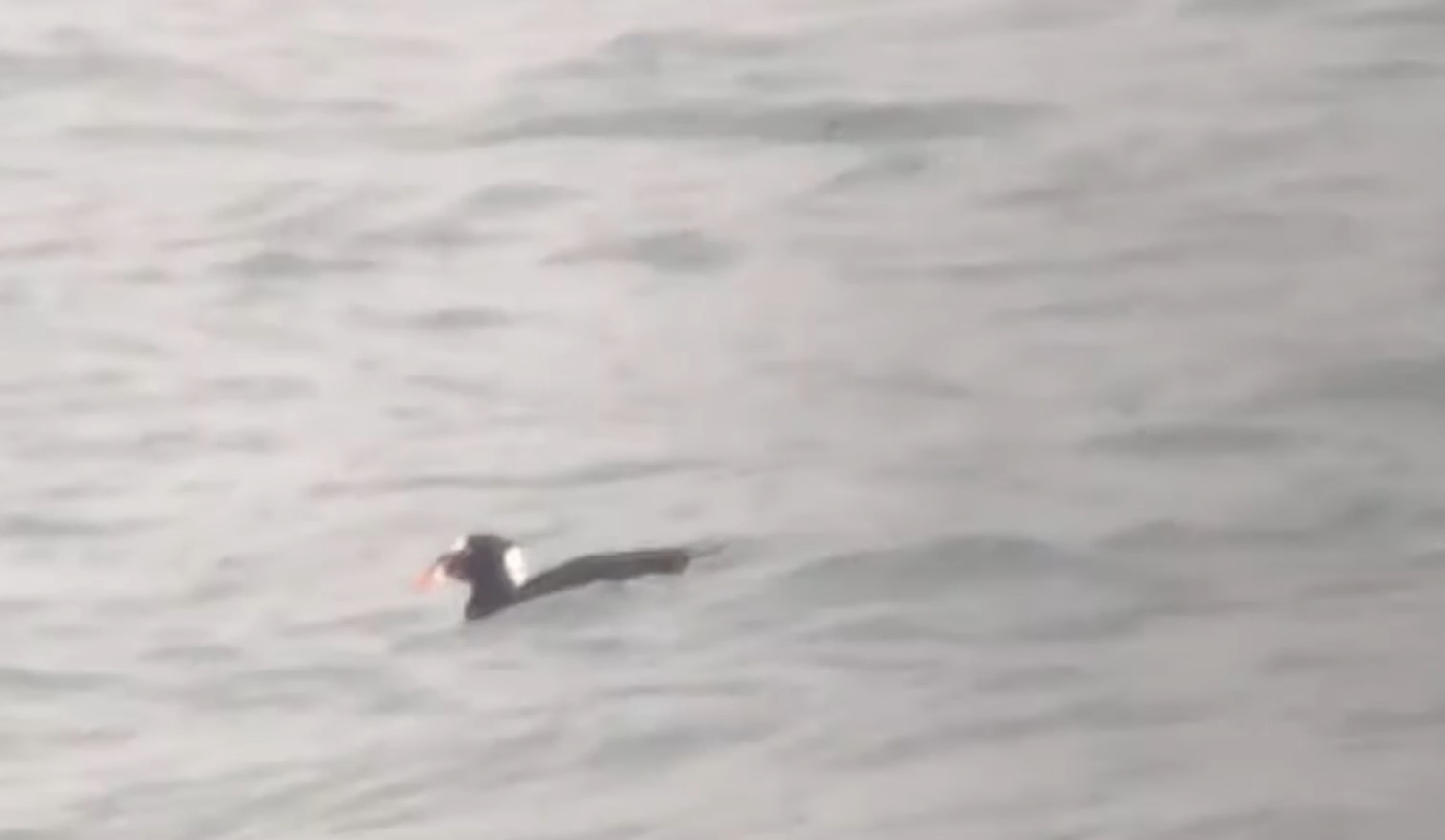 05 10 surf scoter