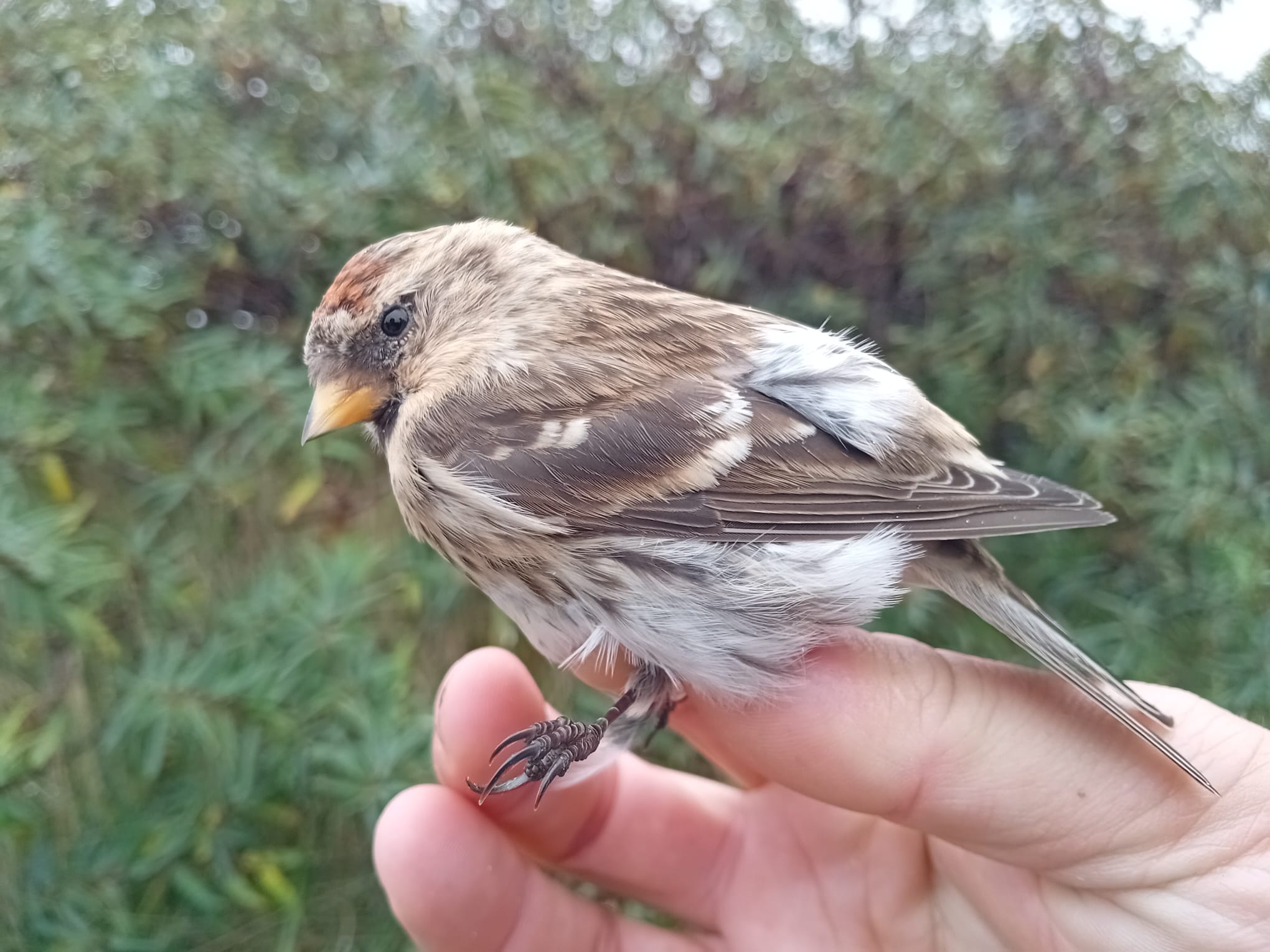 05 11 redpoll