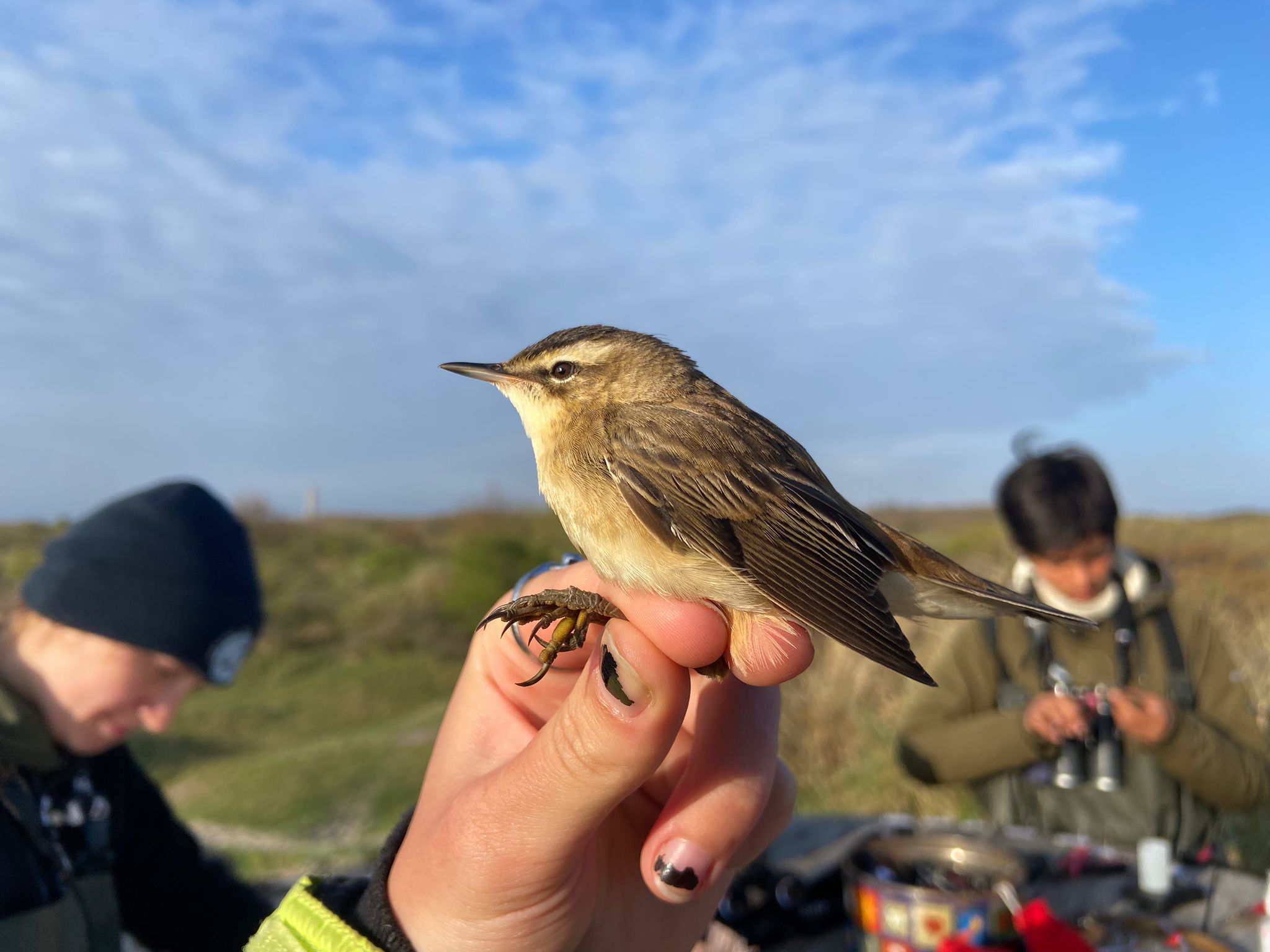 05.05.24 Sedge Warbler