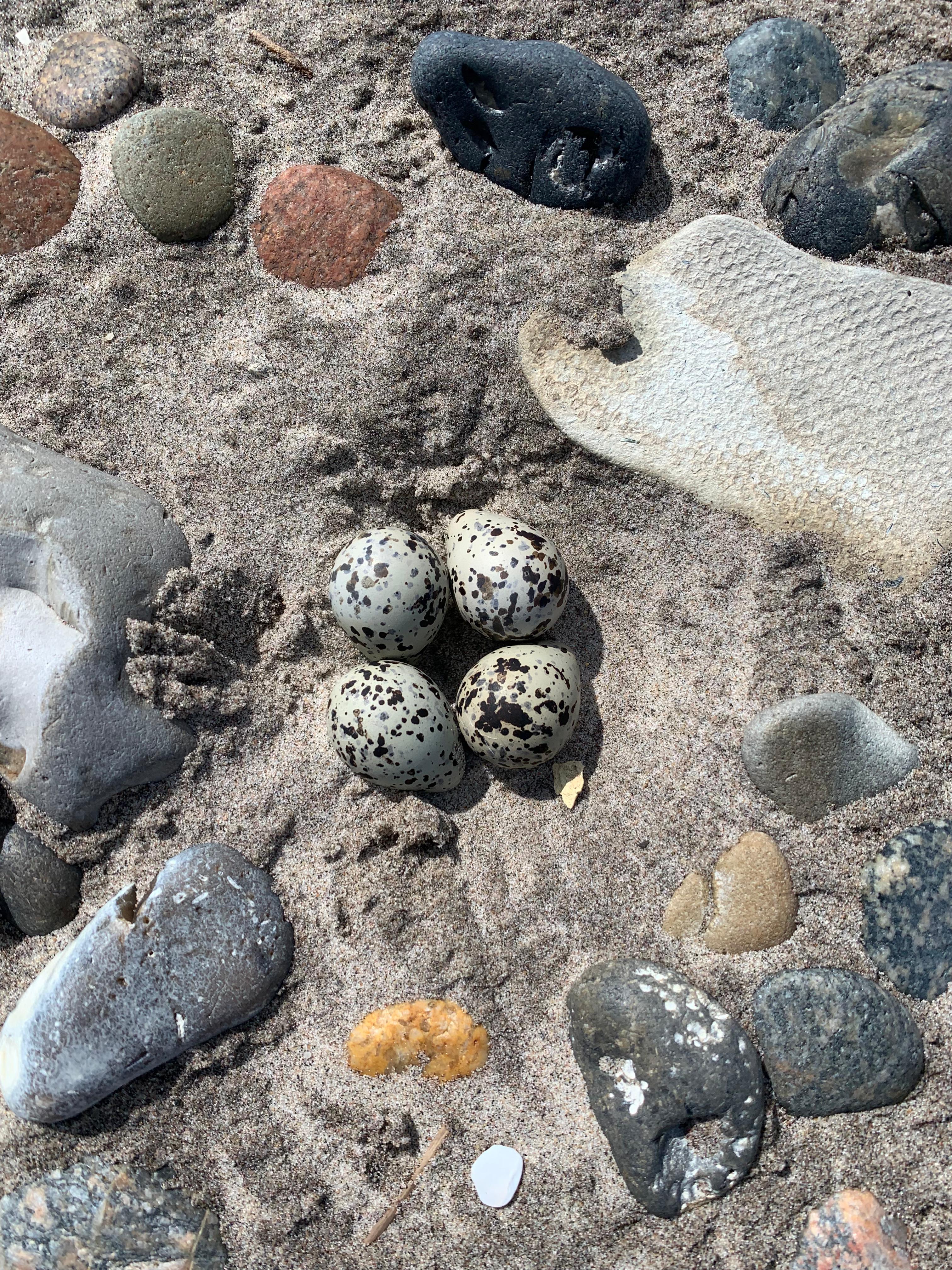 05.06.24 Common Ringed Plover nest