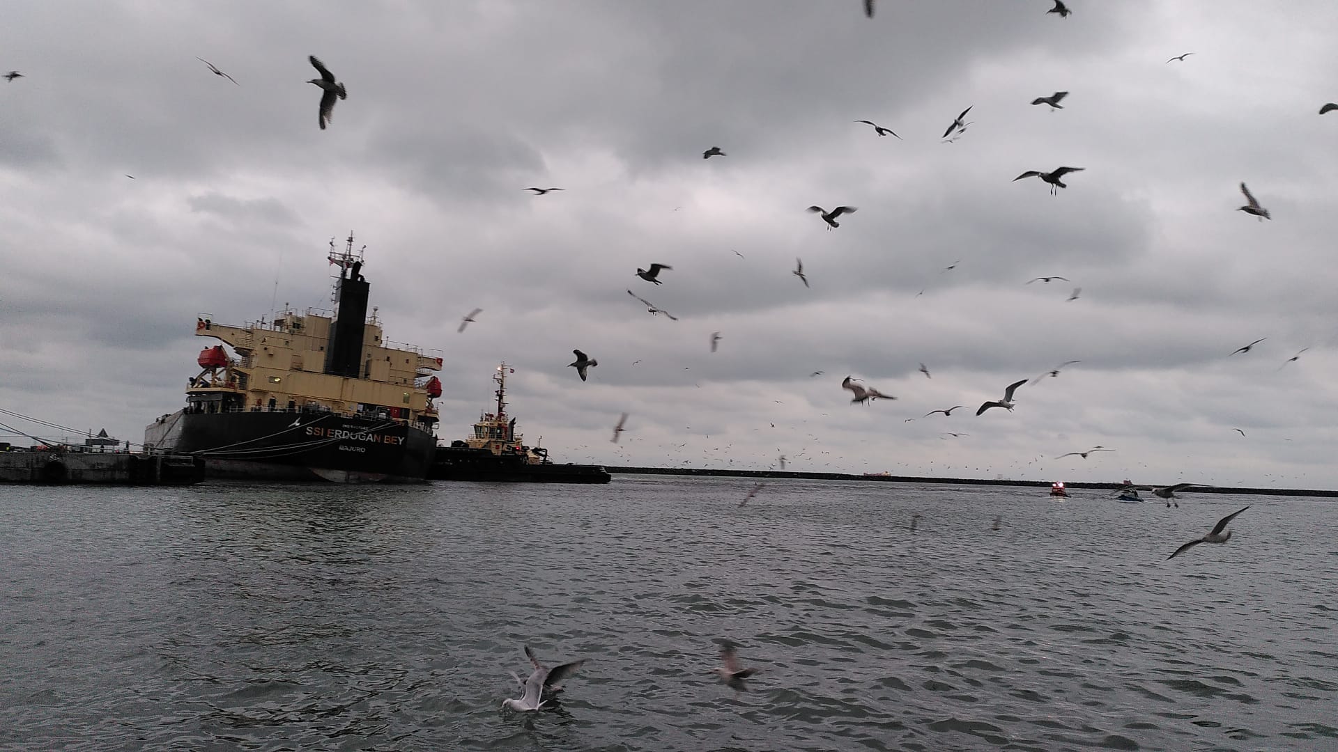 06 12 24 Blog harbourGulls