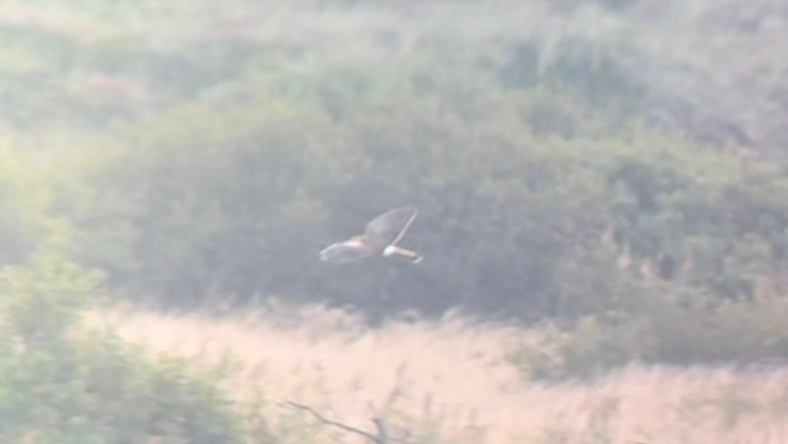 08 09 24 Blog HenHarrier