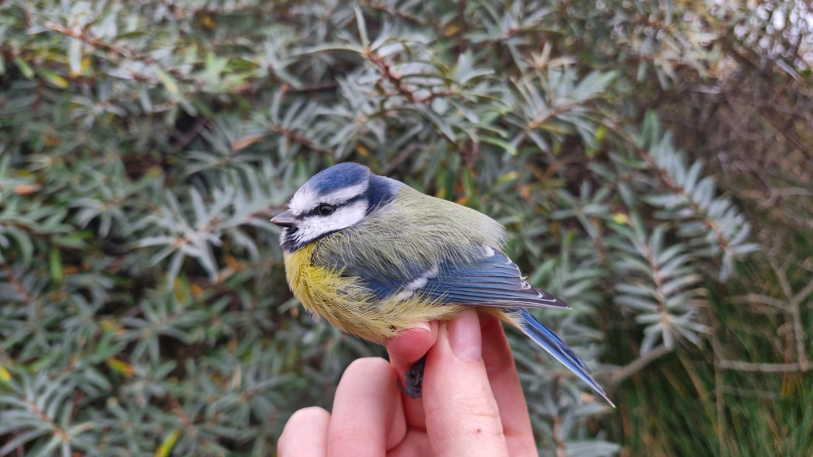 08 10 24 Blog NorwayBlueTit