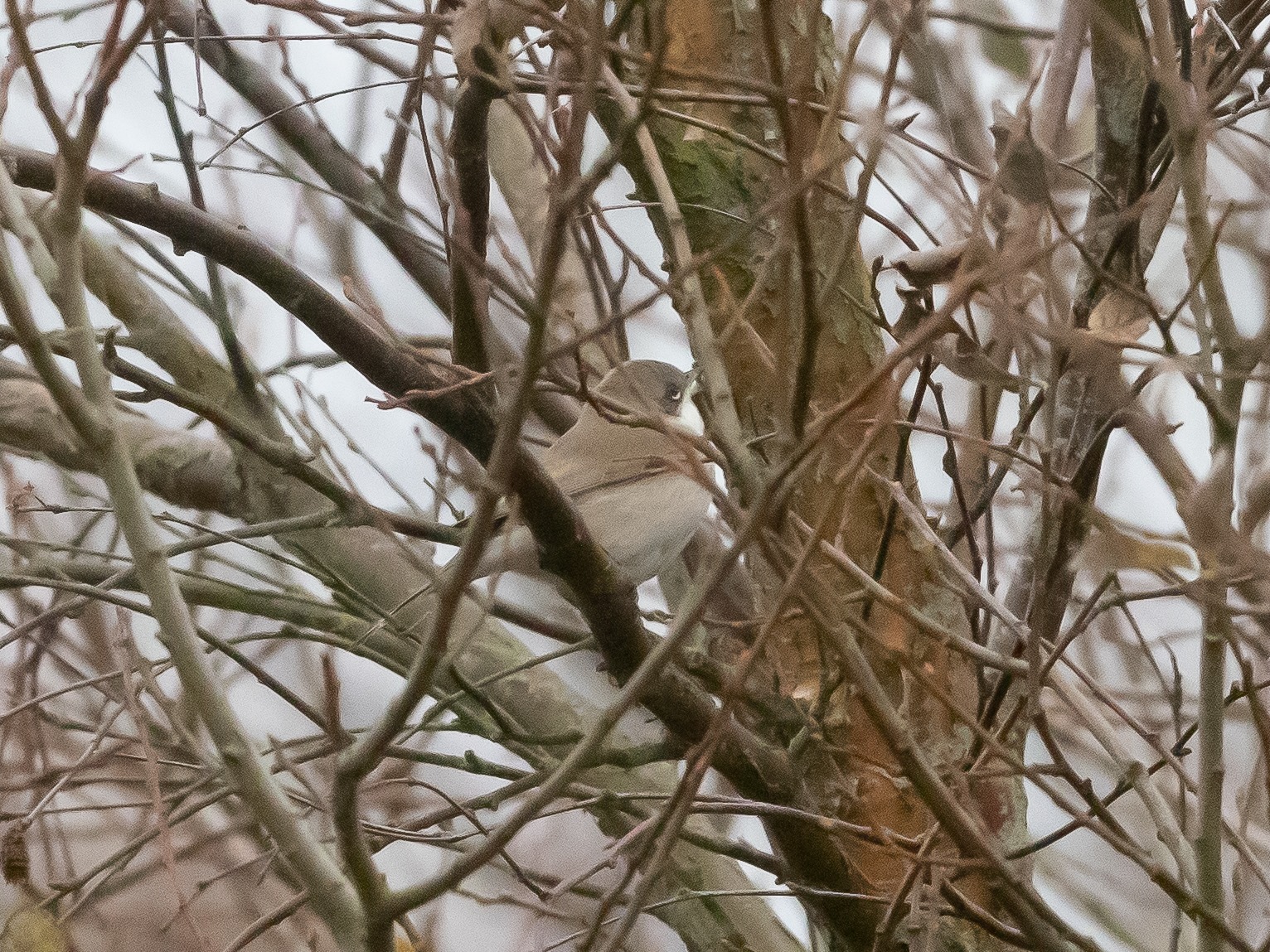 08 11 24 Blog EasternLesserWhitethroat