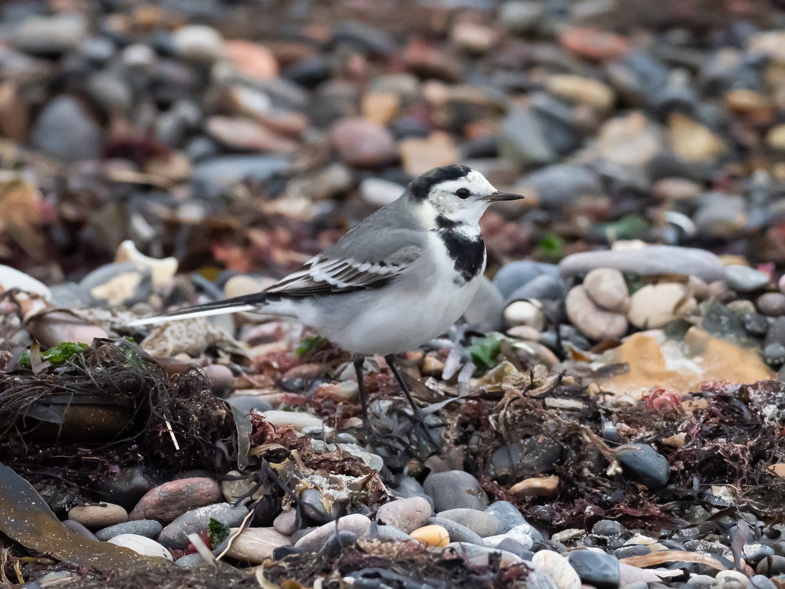 08 11 24 Blog WhiteWagtail