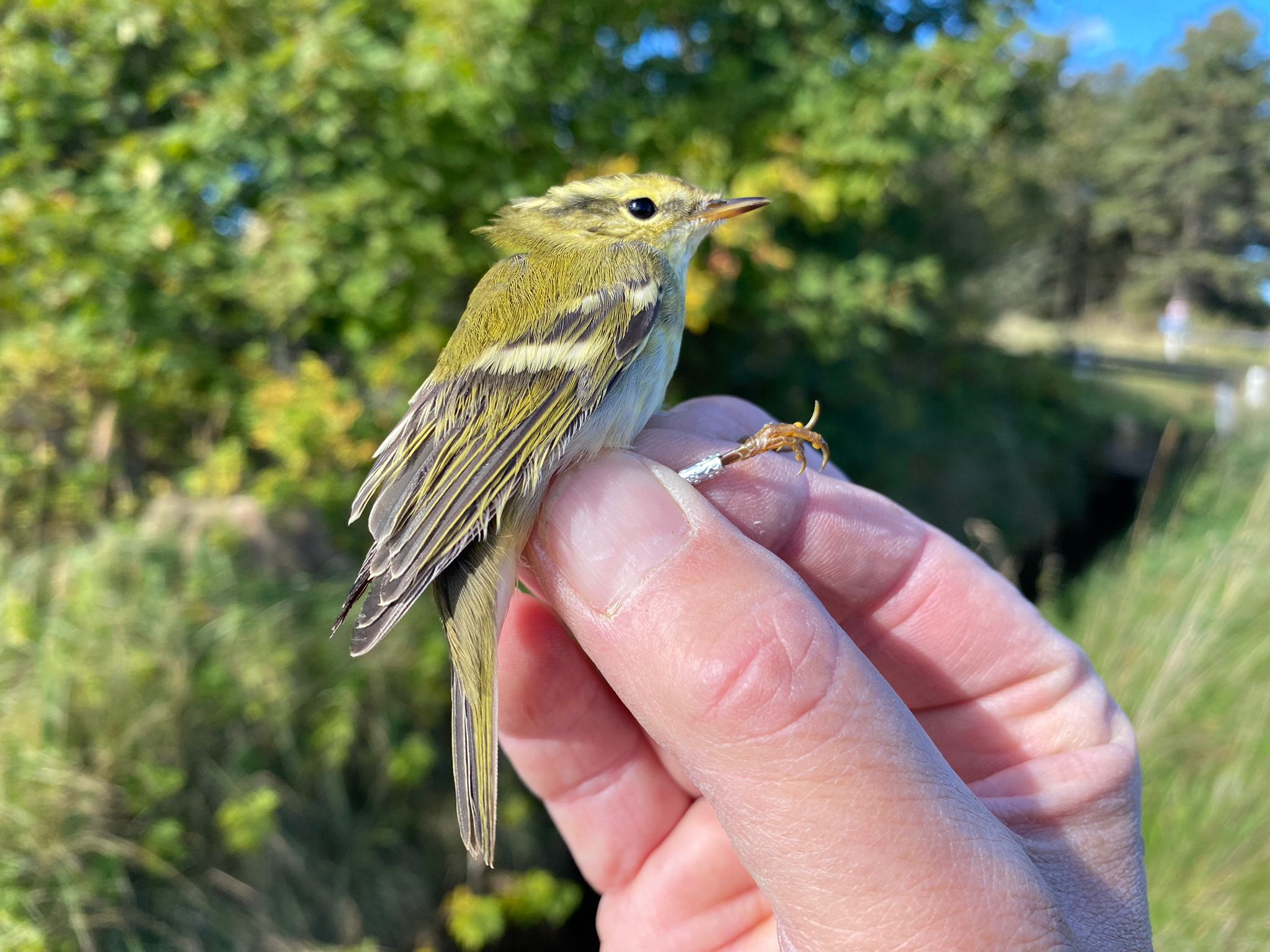 0928 YellowbrowedWarbler