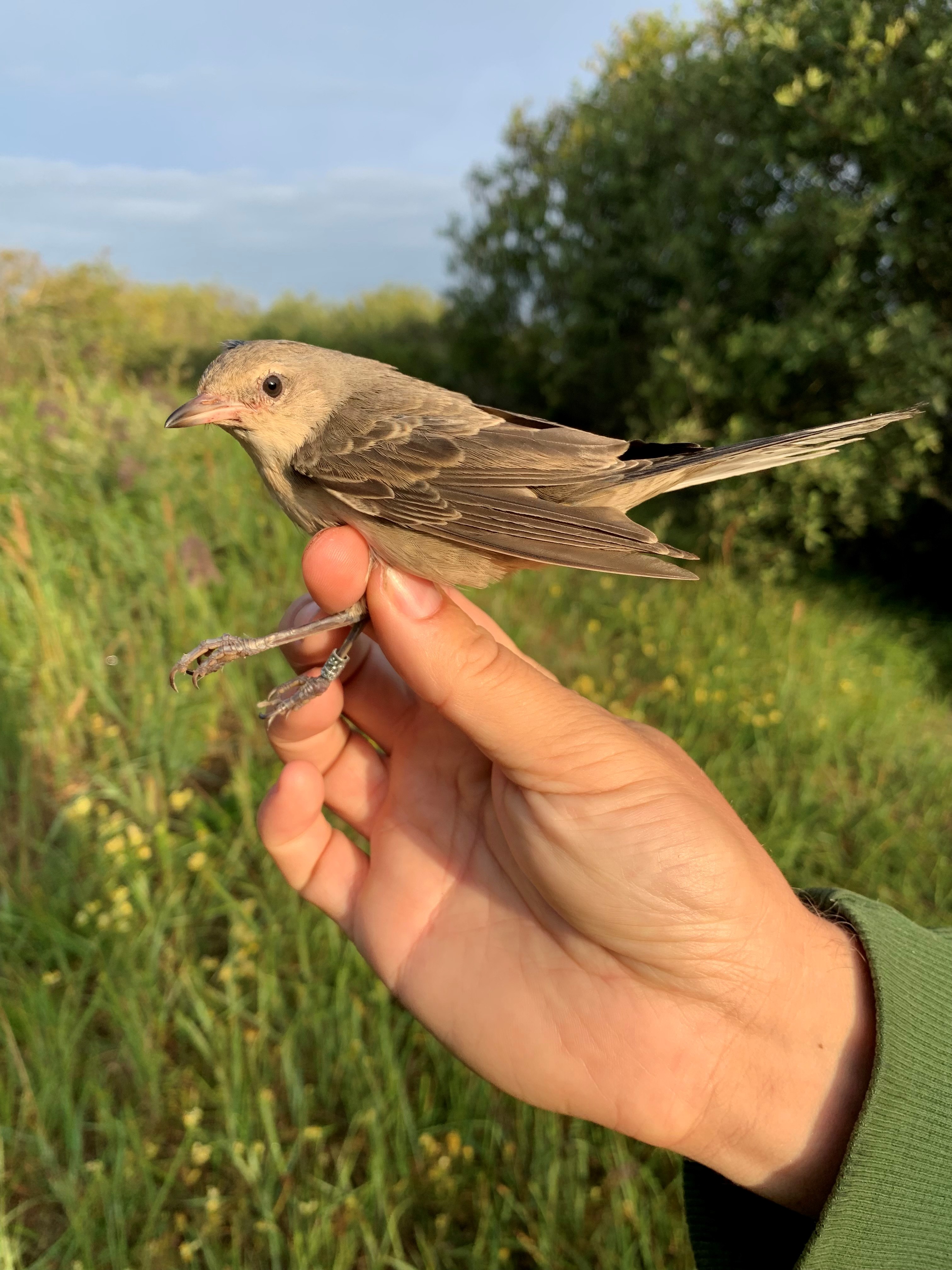 12092023 KAB Barred Warbler