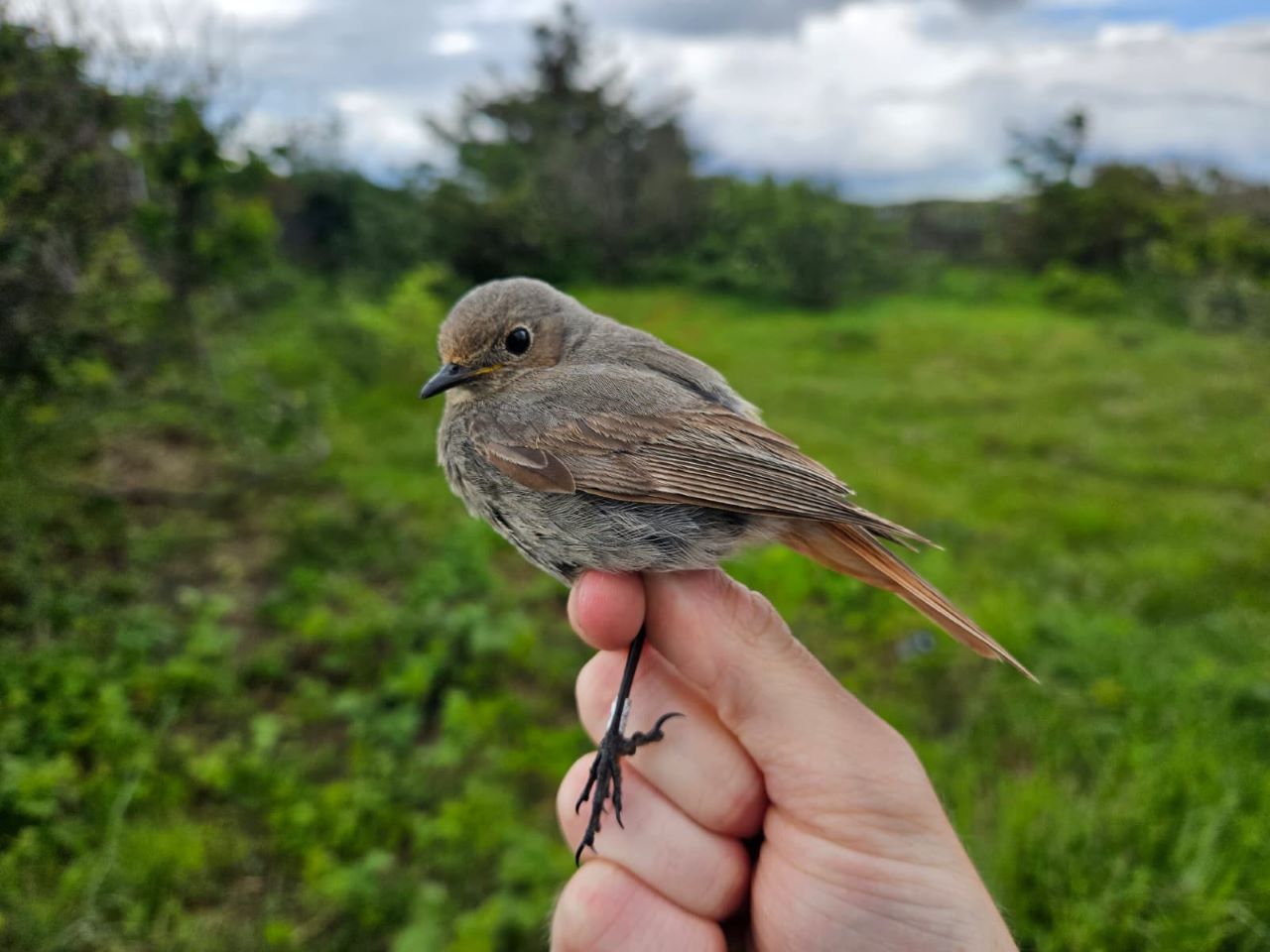 1280BlackRedstart1006