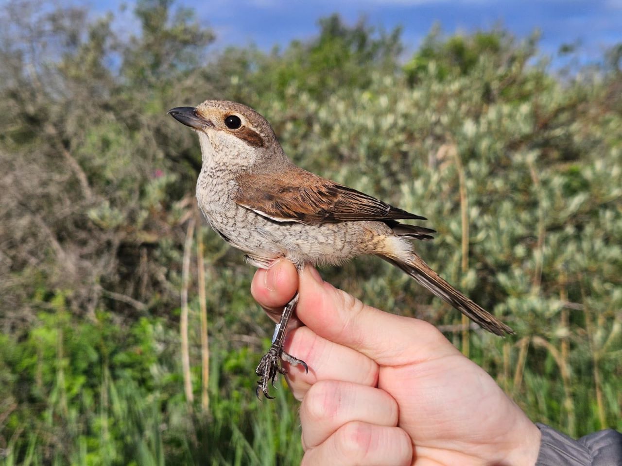 1280FemaleRBShrike1006