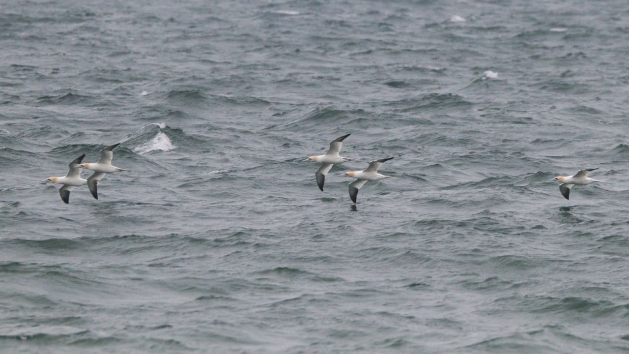 1280Gannets14042026