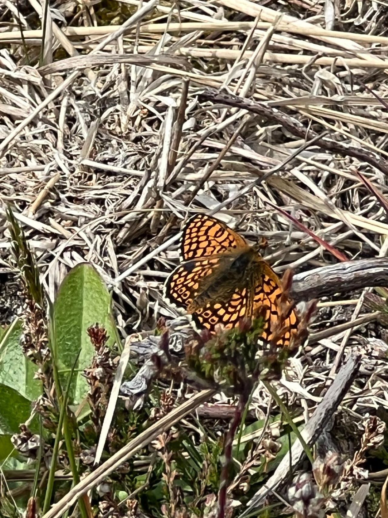 1280GlanvilleFrit1305