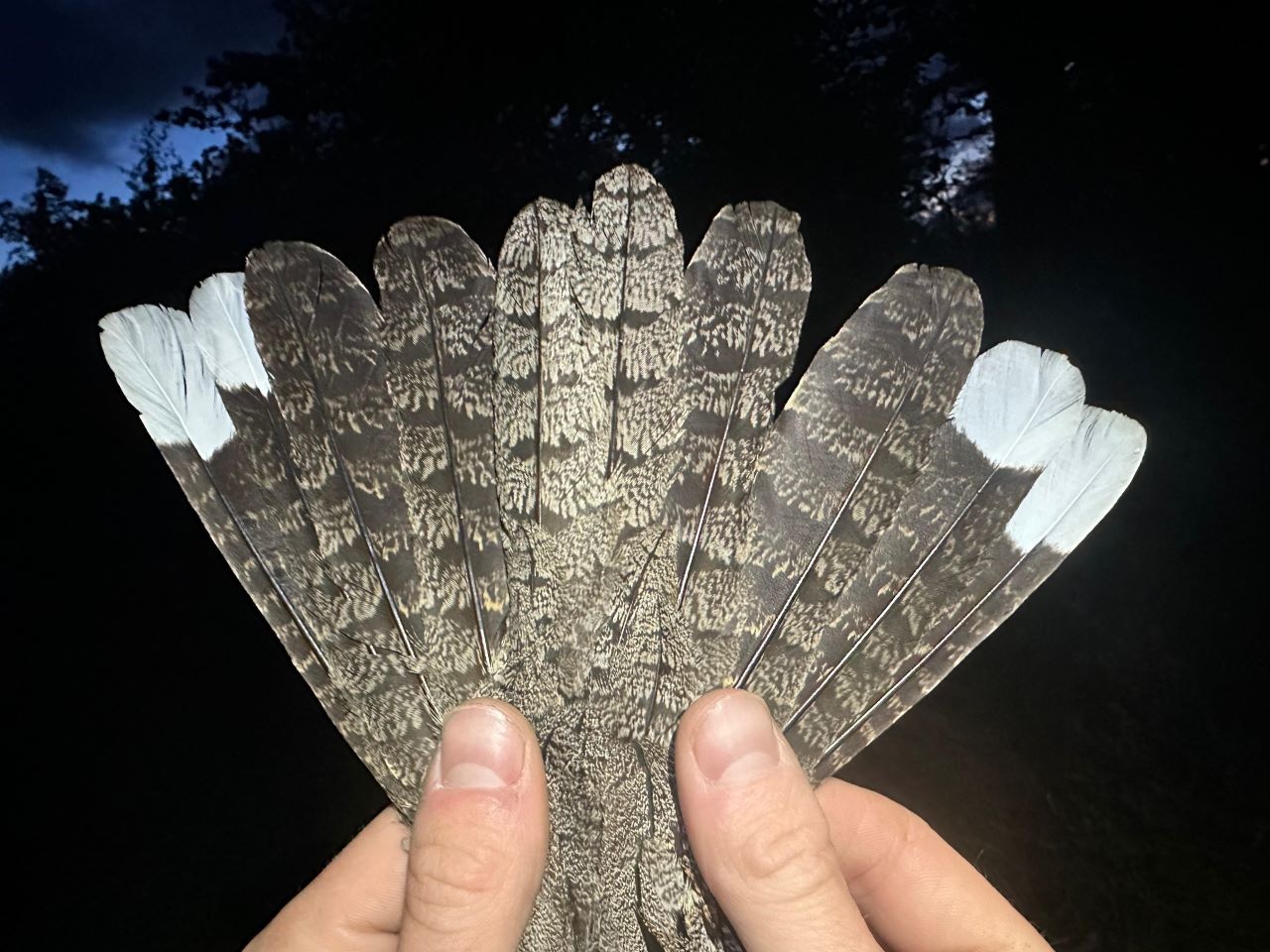 1280Nightjartail1006