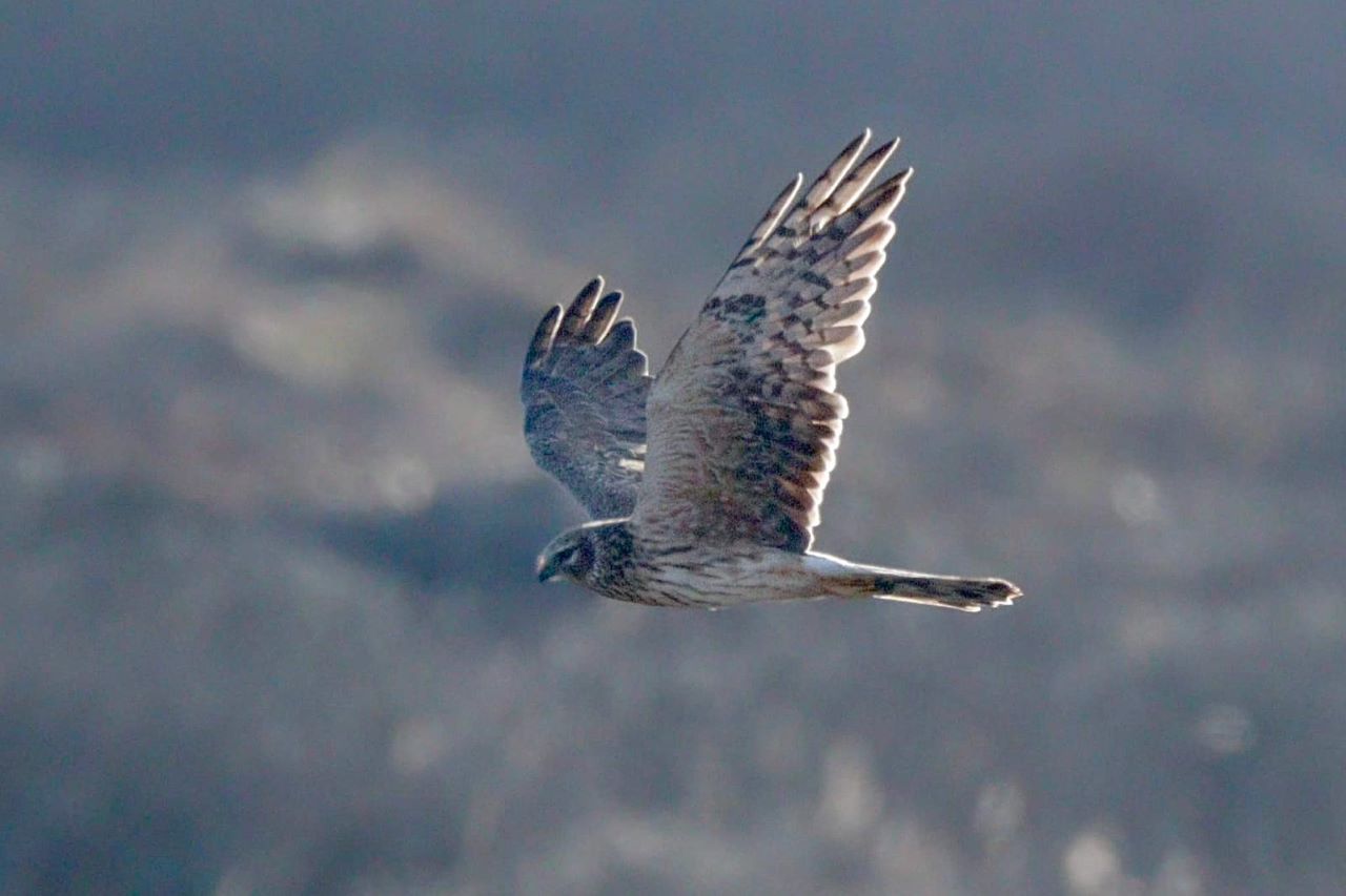 1280Pallidharrier09042026