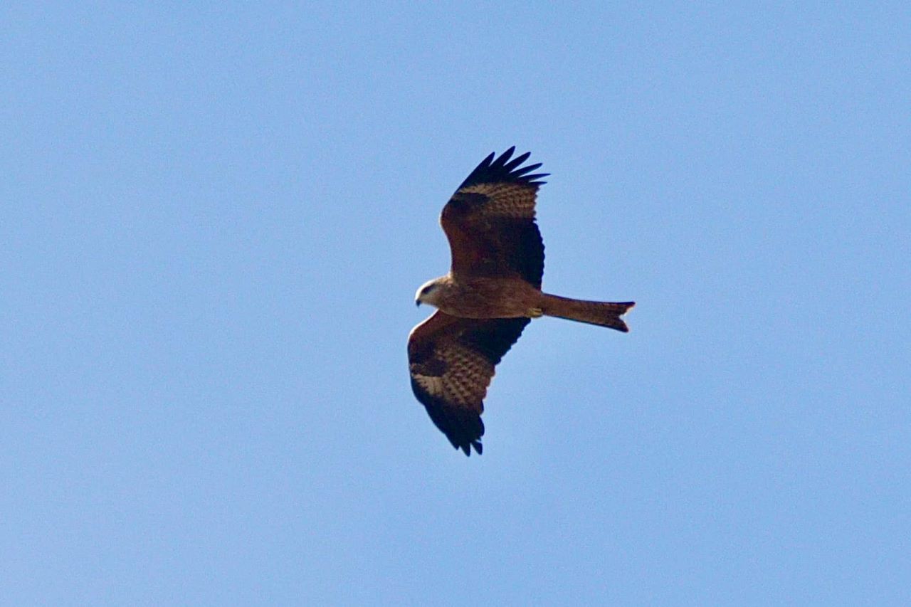 1280blackkite09042026