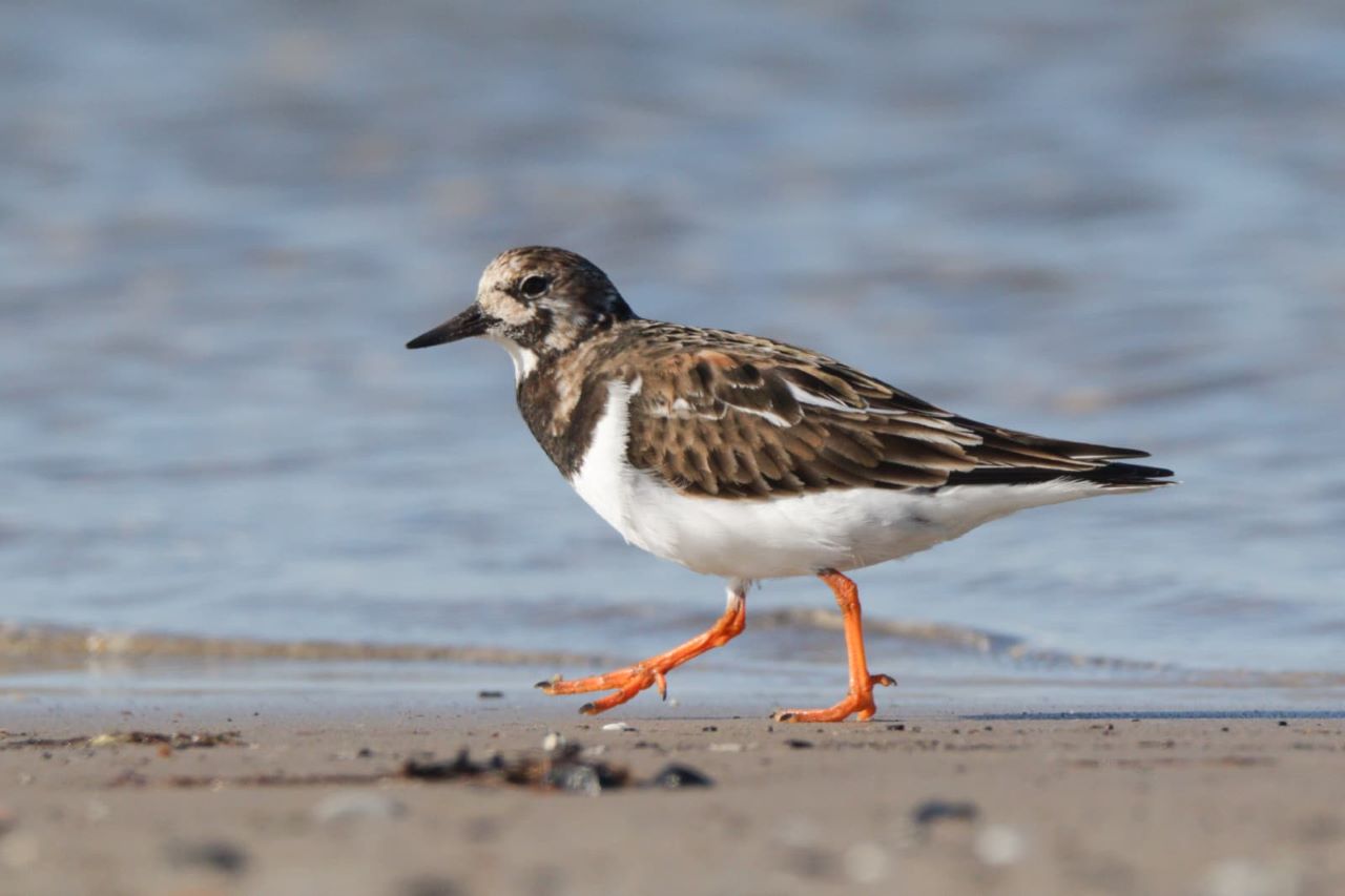 1280turnstone09042026