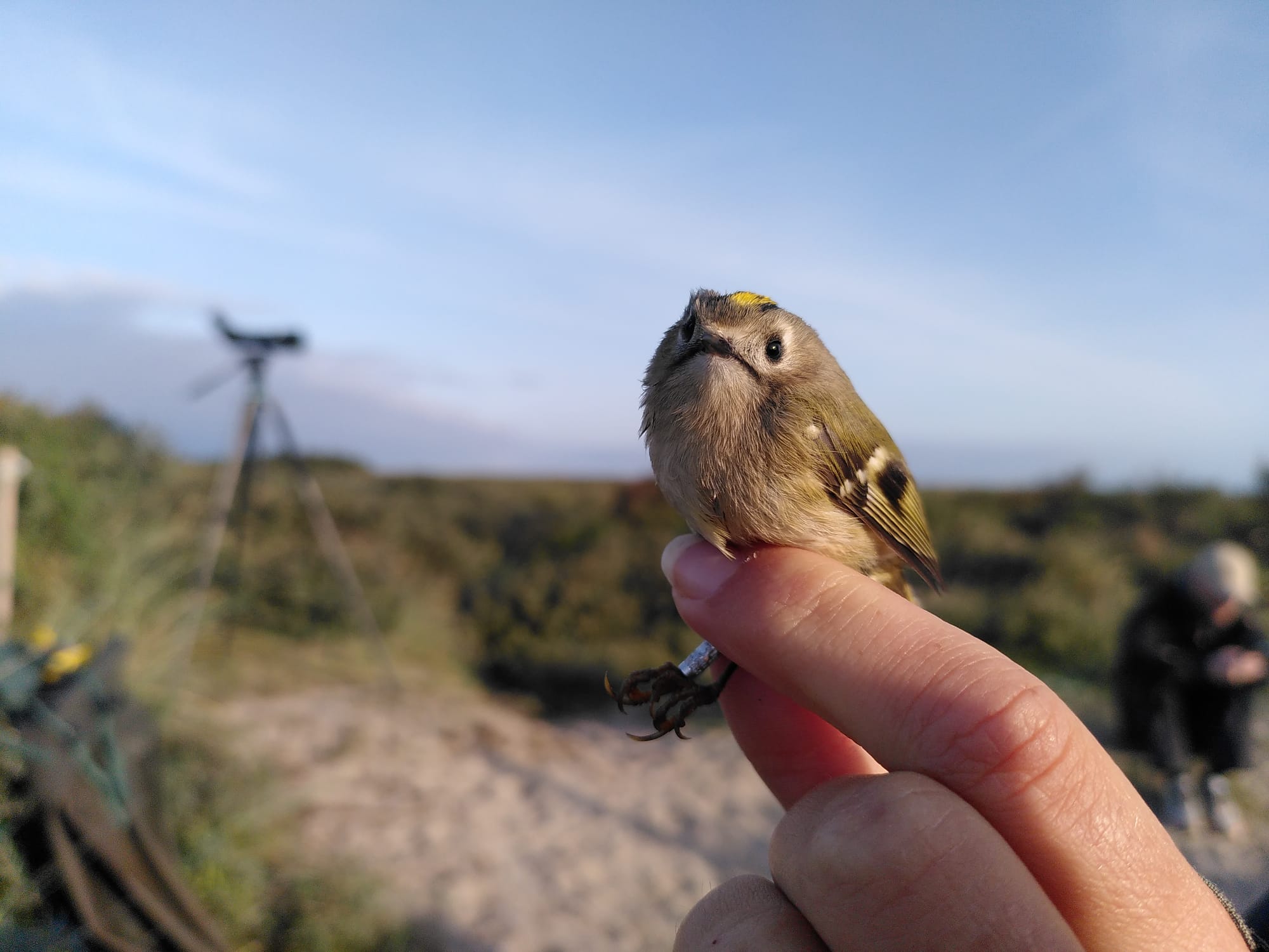 15 09 24 Blog Goldcrest