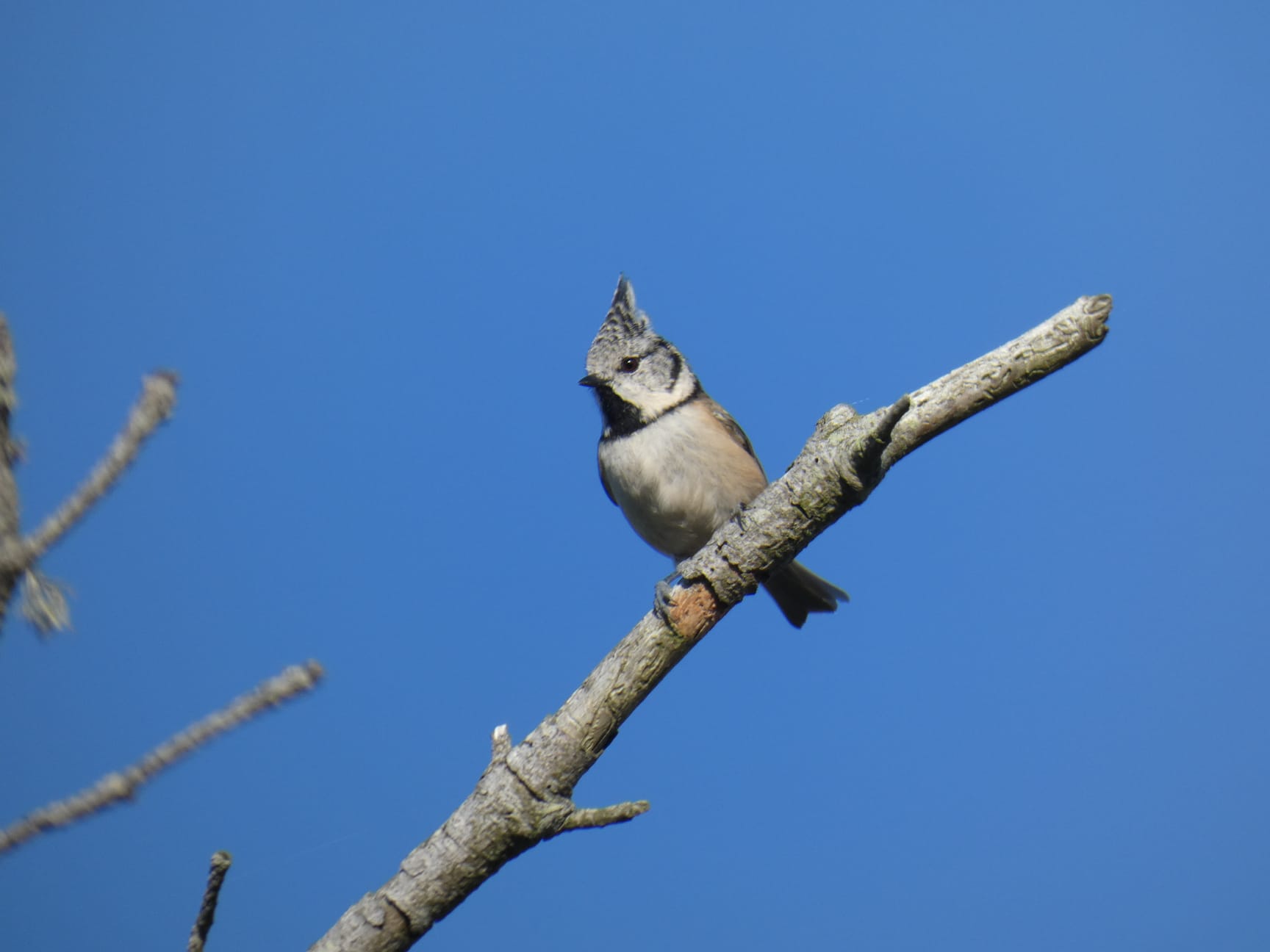 15 10 crested tit