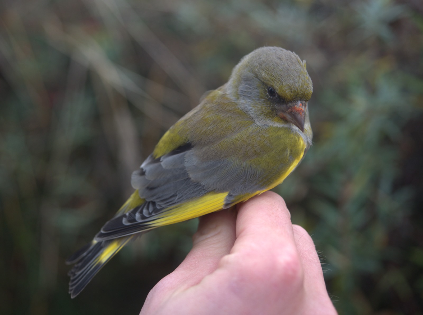 20 10 24 Blog Greenfinch