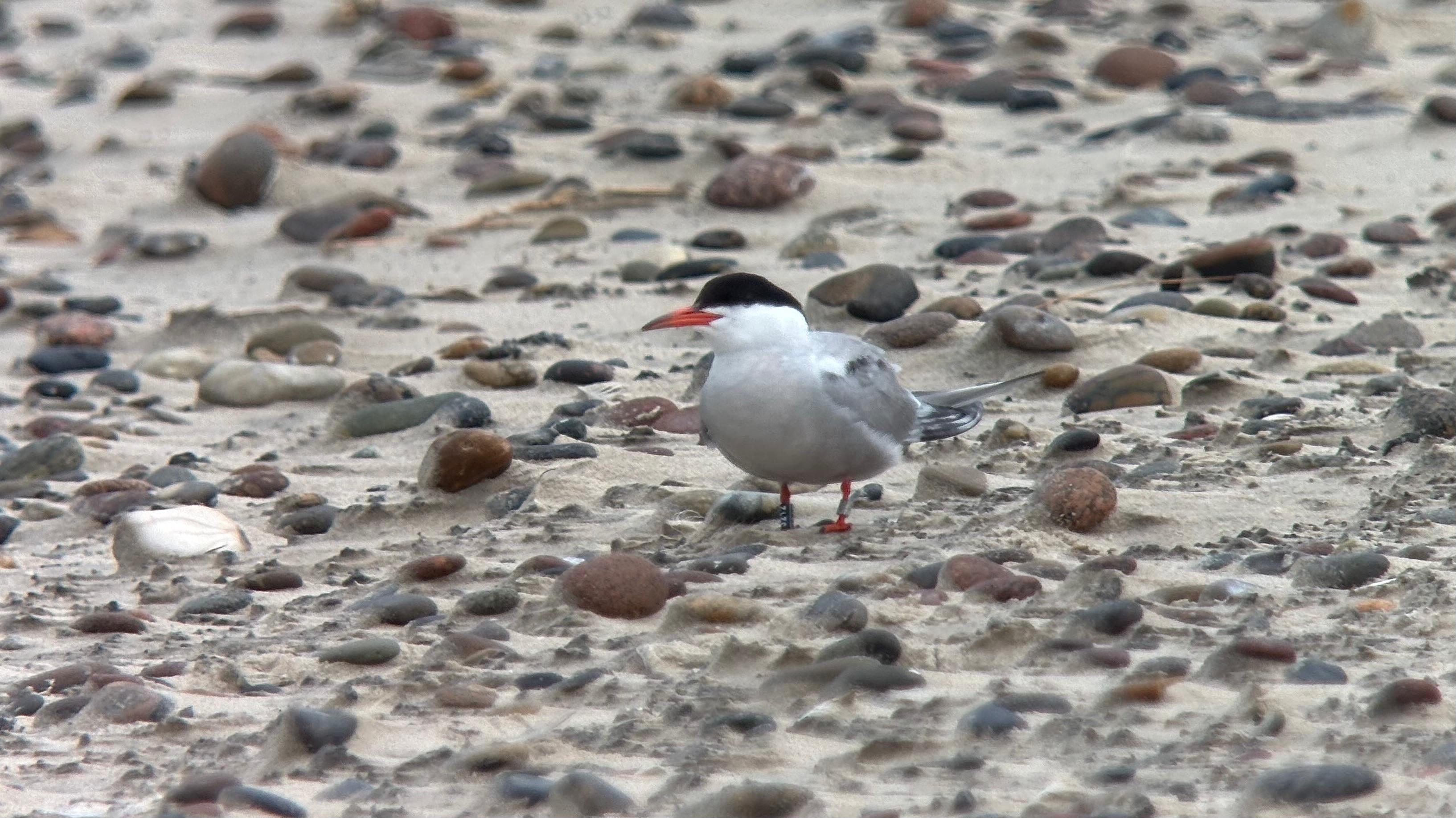 20260725-Common_tern.jpg