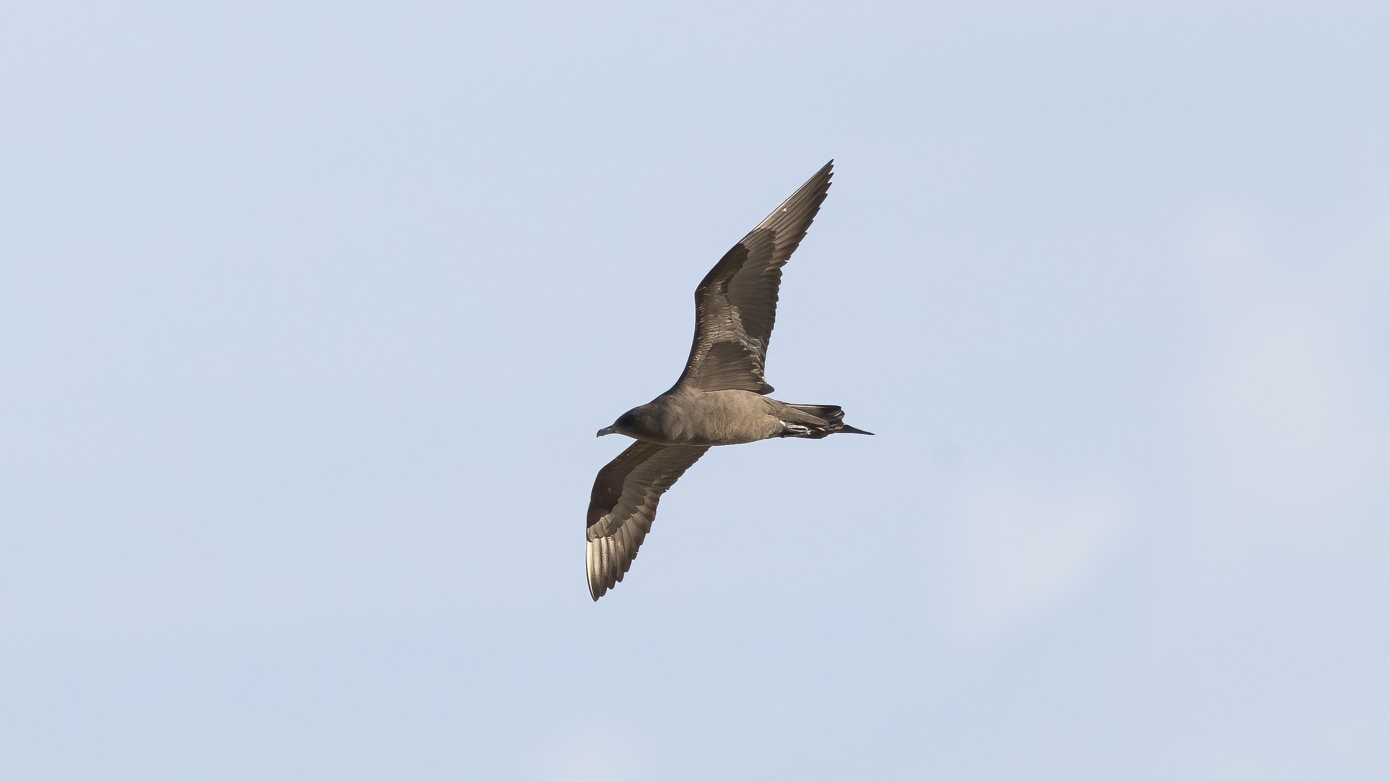 20260802-KnudSkua.jpg