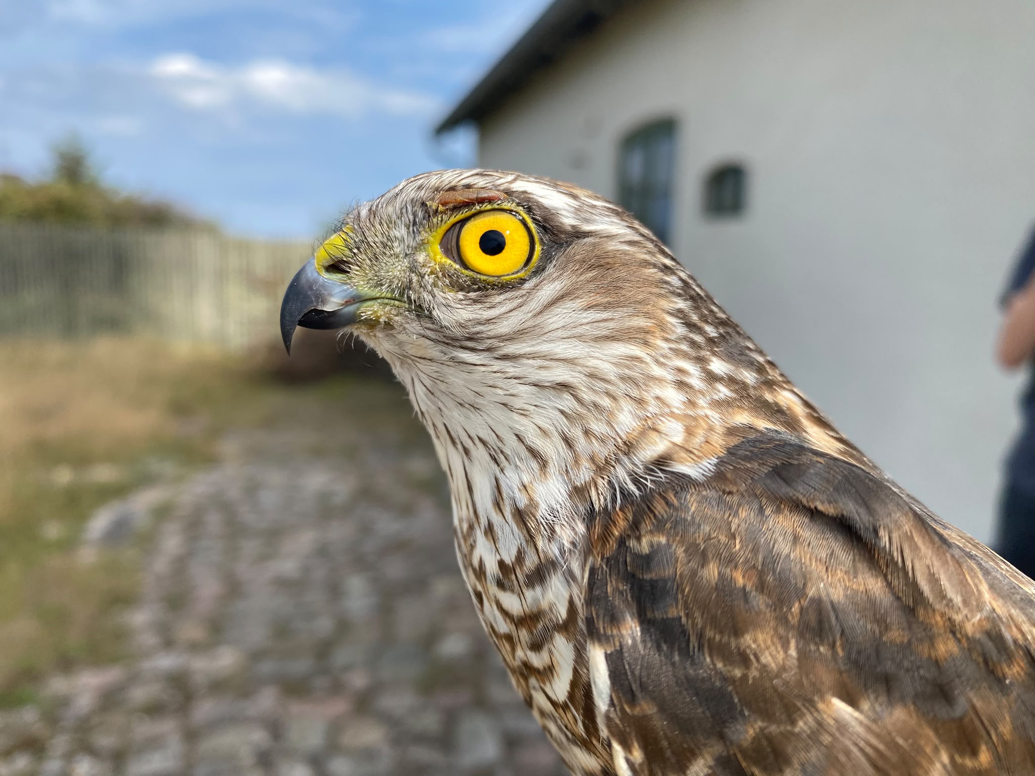 20260908-Sparrowhawk.jpg