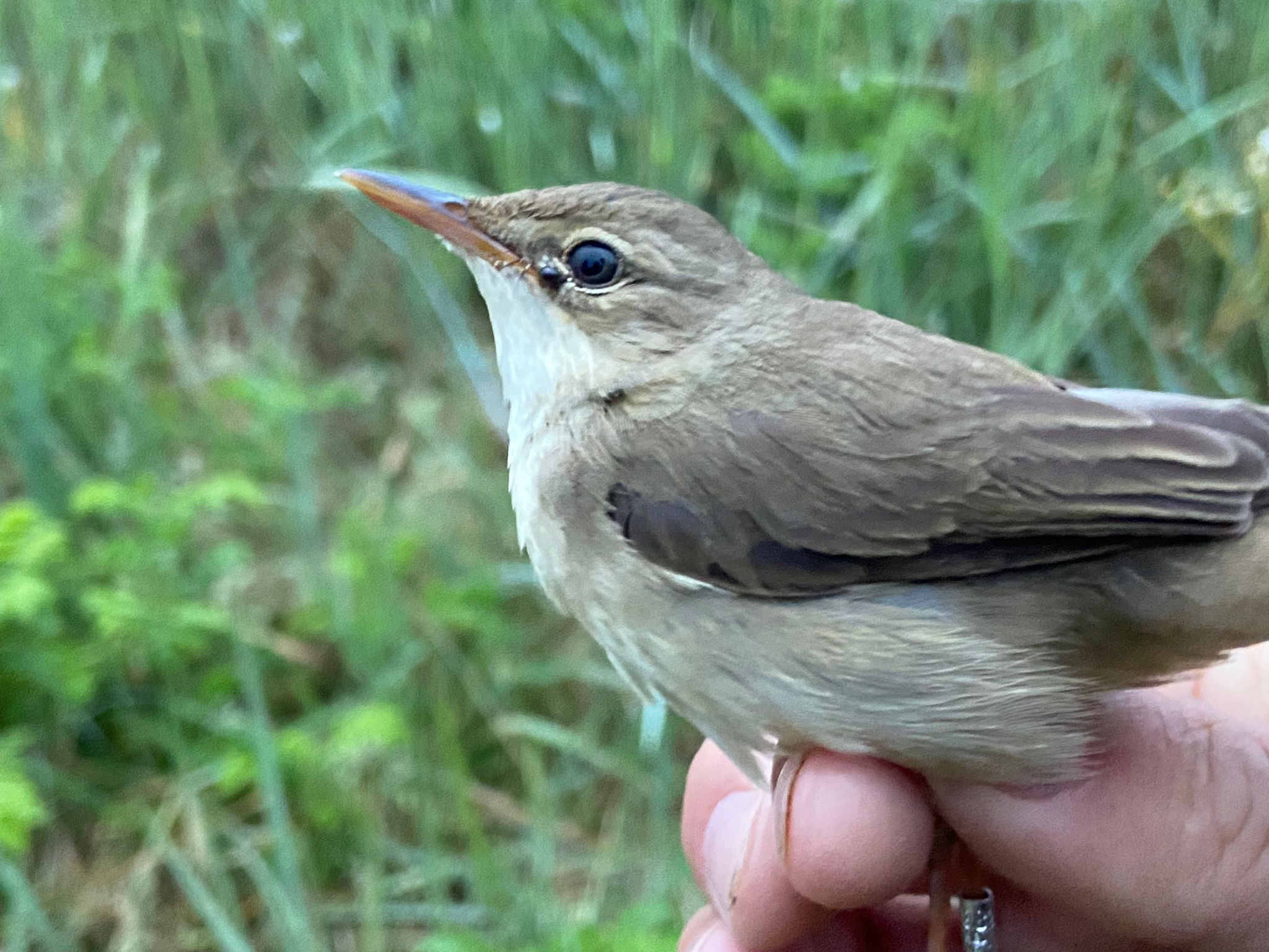 24.05.24 Marsh Warbler