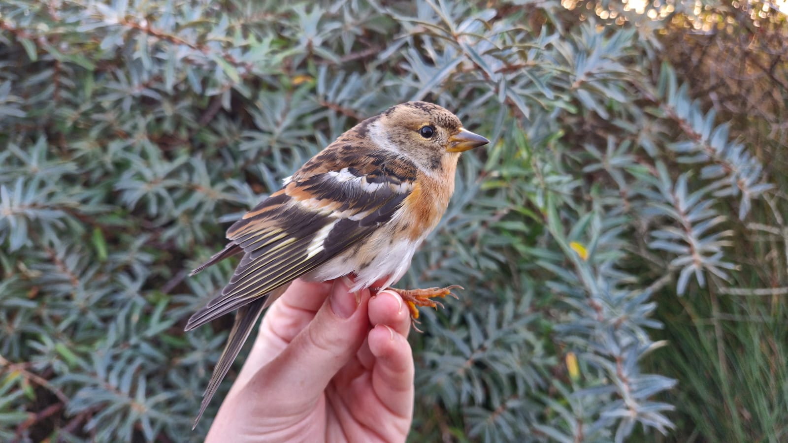 26 09 24 Blog Brambling